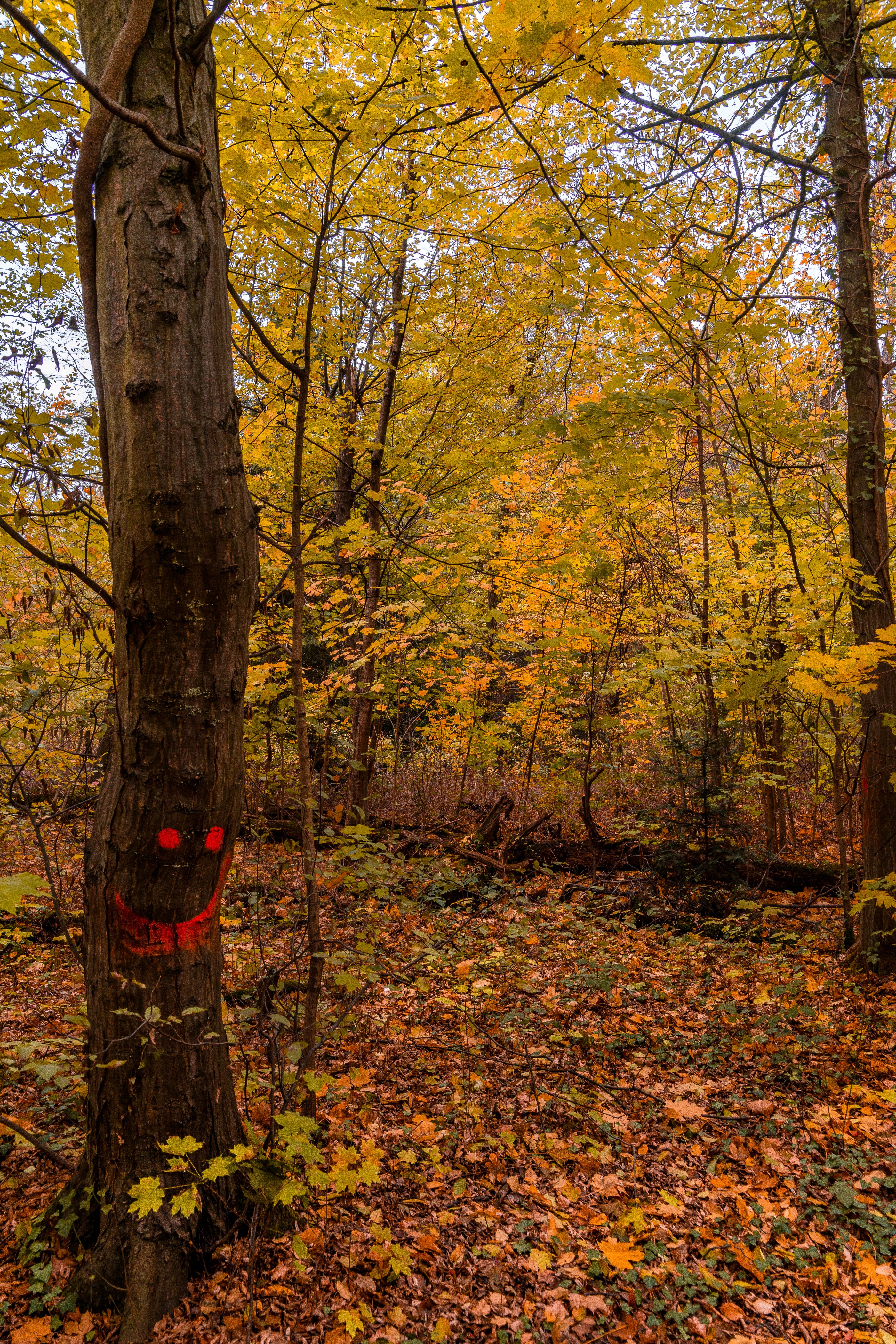 Autumn forest with a tree trunk painted with a smiley face HD Phone Wallpaper