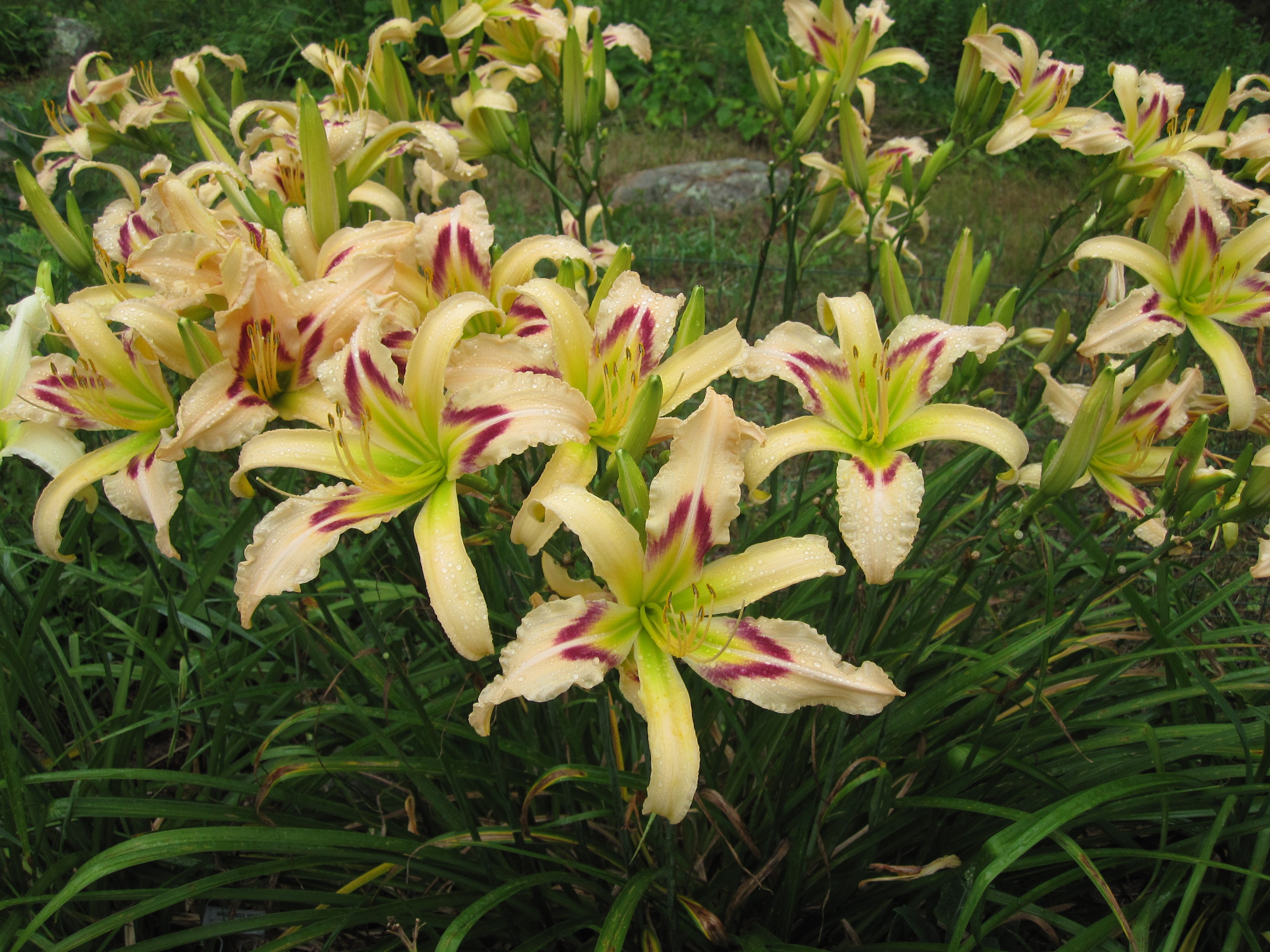 Cream and purple daylilies with water droplets HD Wallpaper