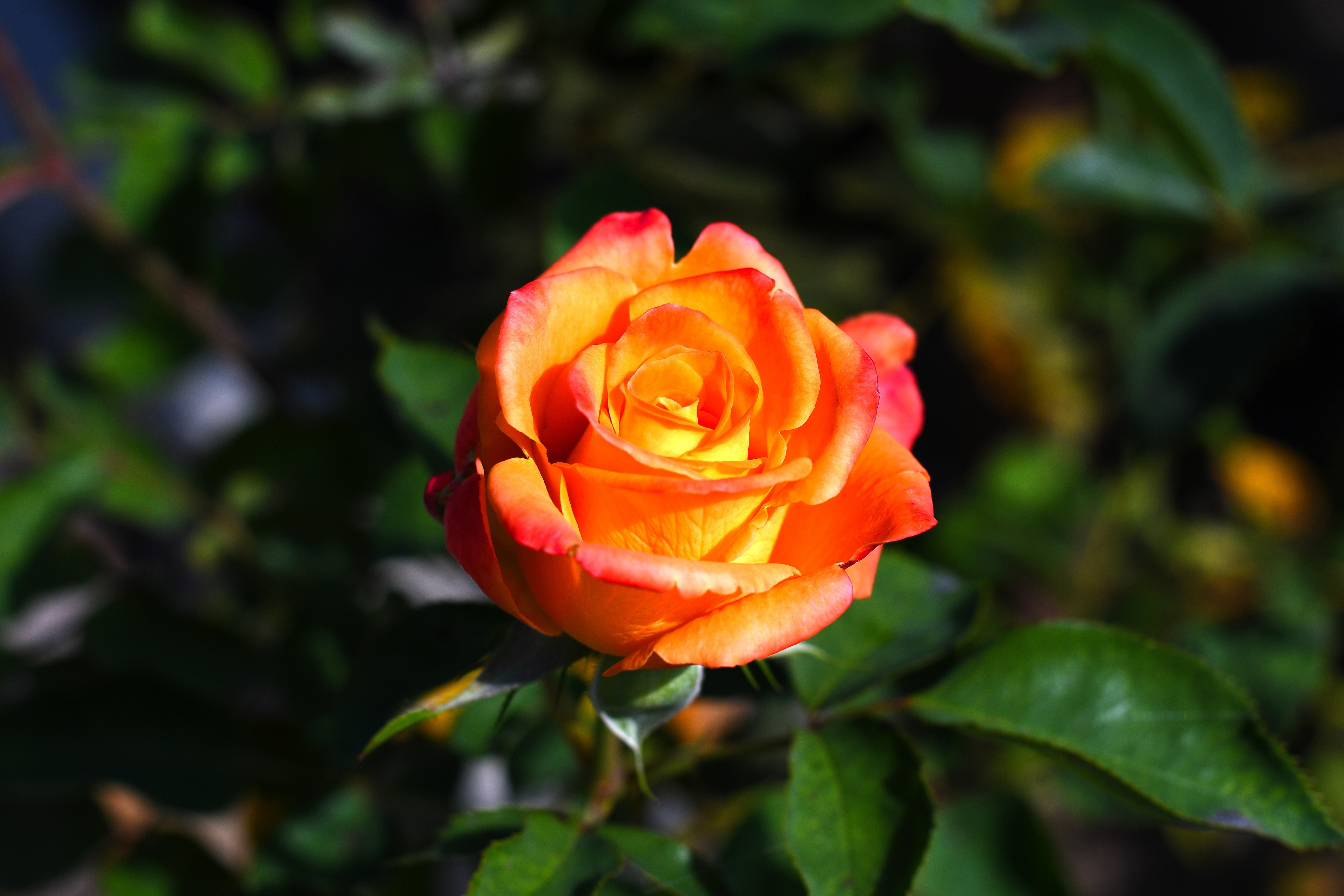 Orange and yellow rose closeup HD Wallpaper