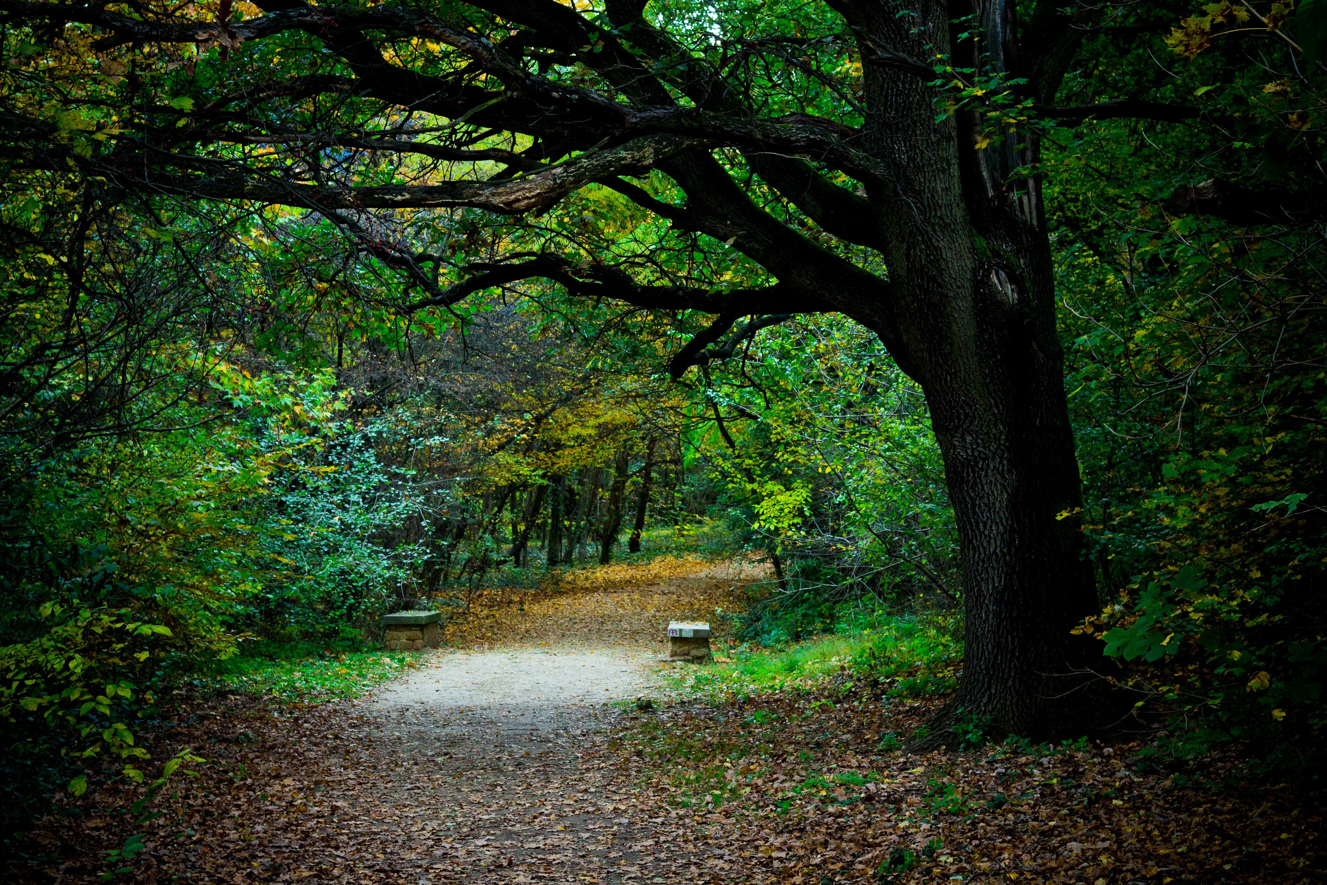 Autumn park trail with trees and benches HD Wallpaper