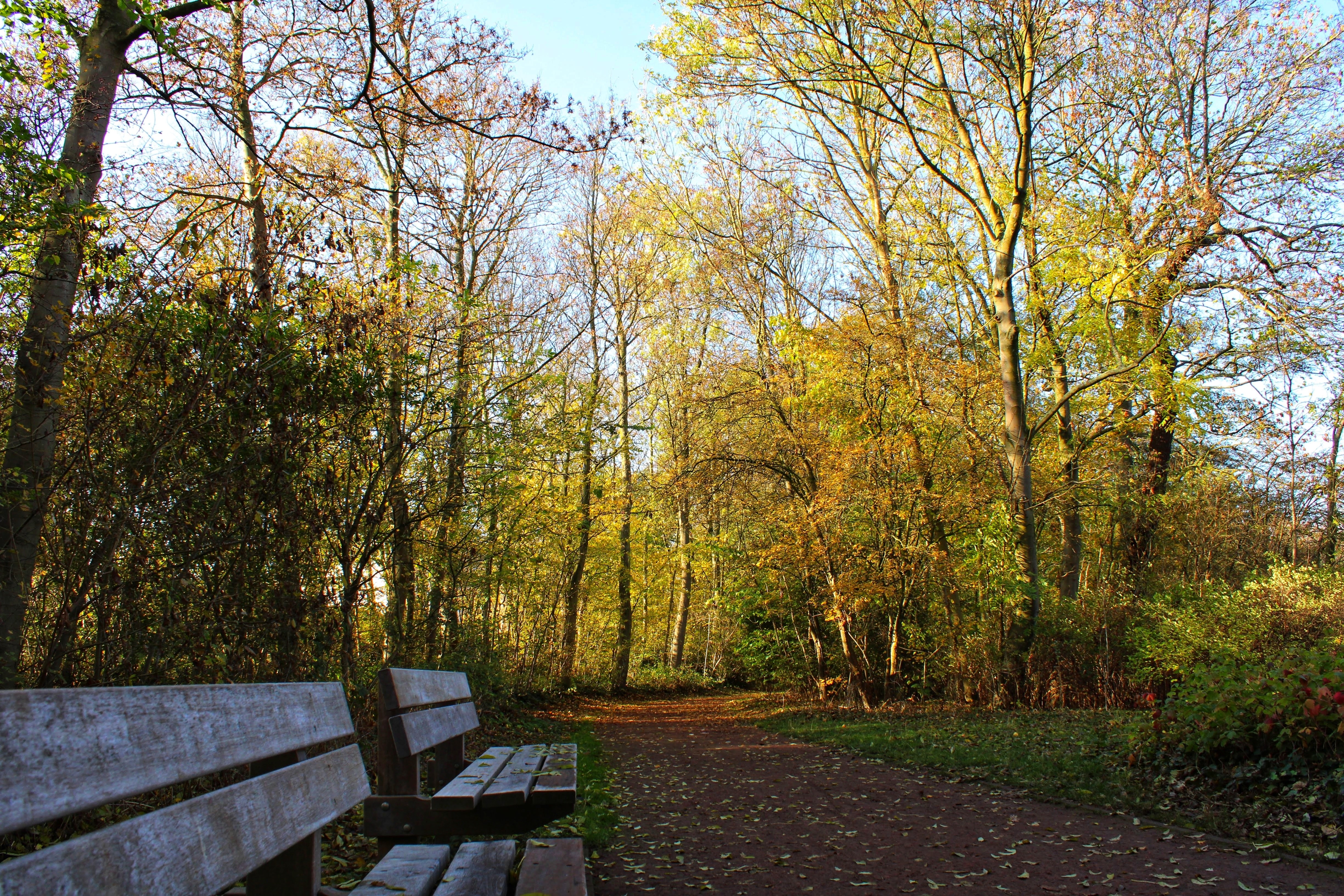 Autumn park with benches and trees HD Wallpaper