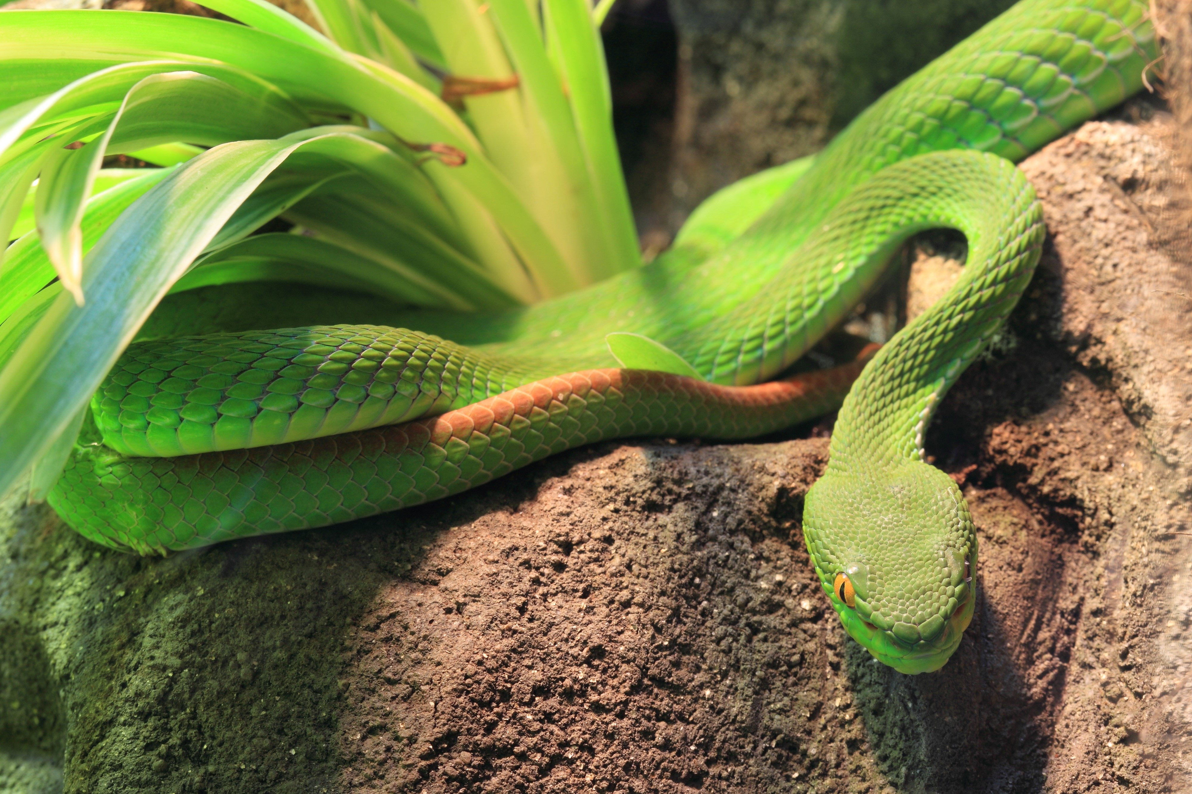 Green Pit Viper Snake on Rocks HD Wallpaper