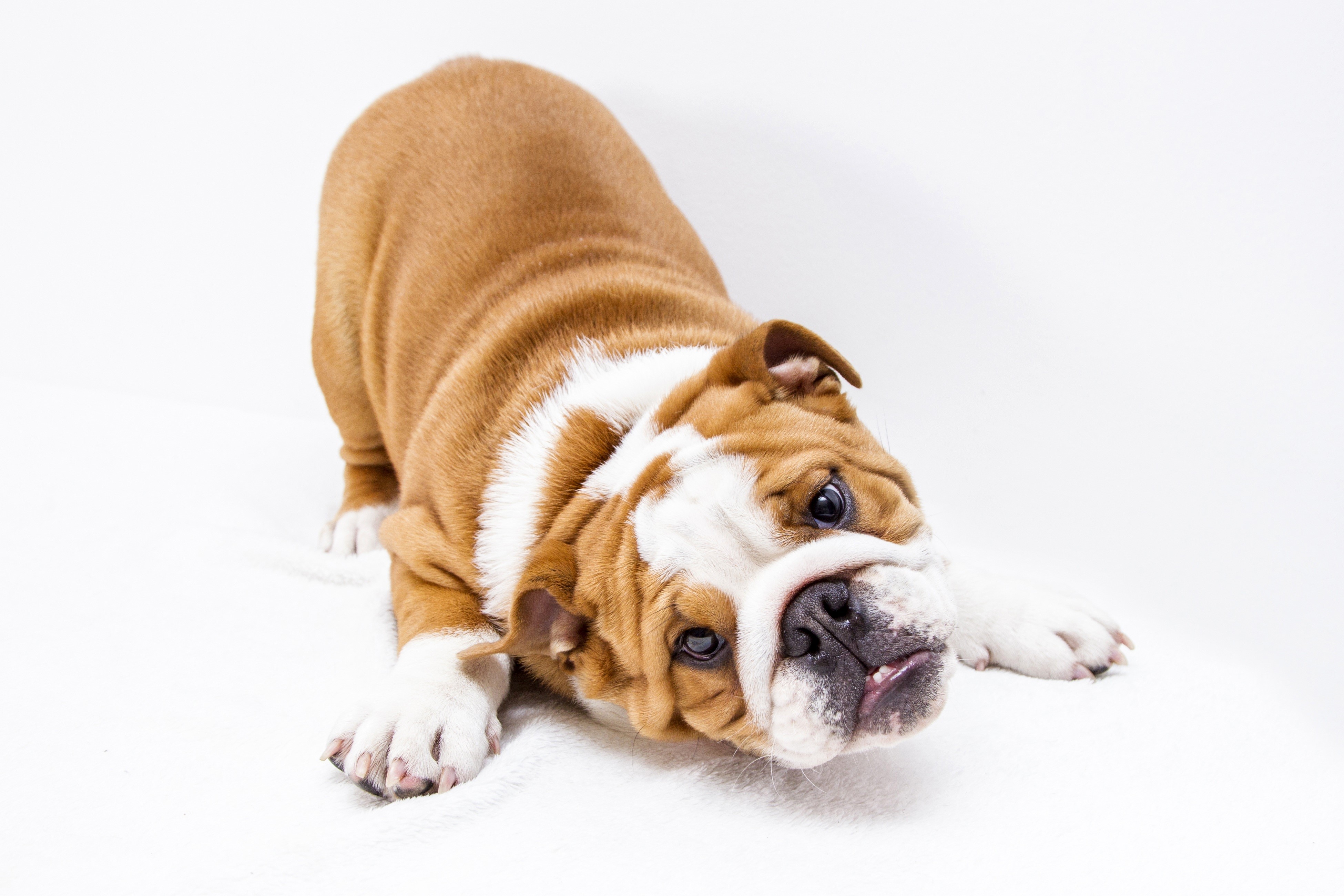 Bulldog puppy on white background HD Wallpaper