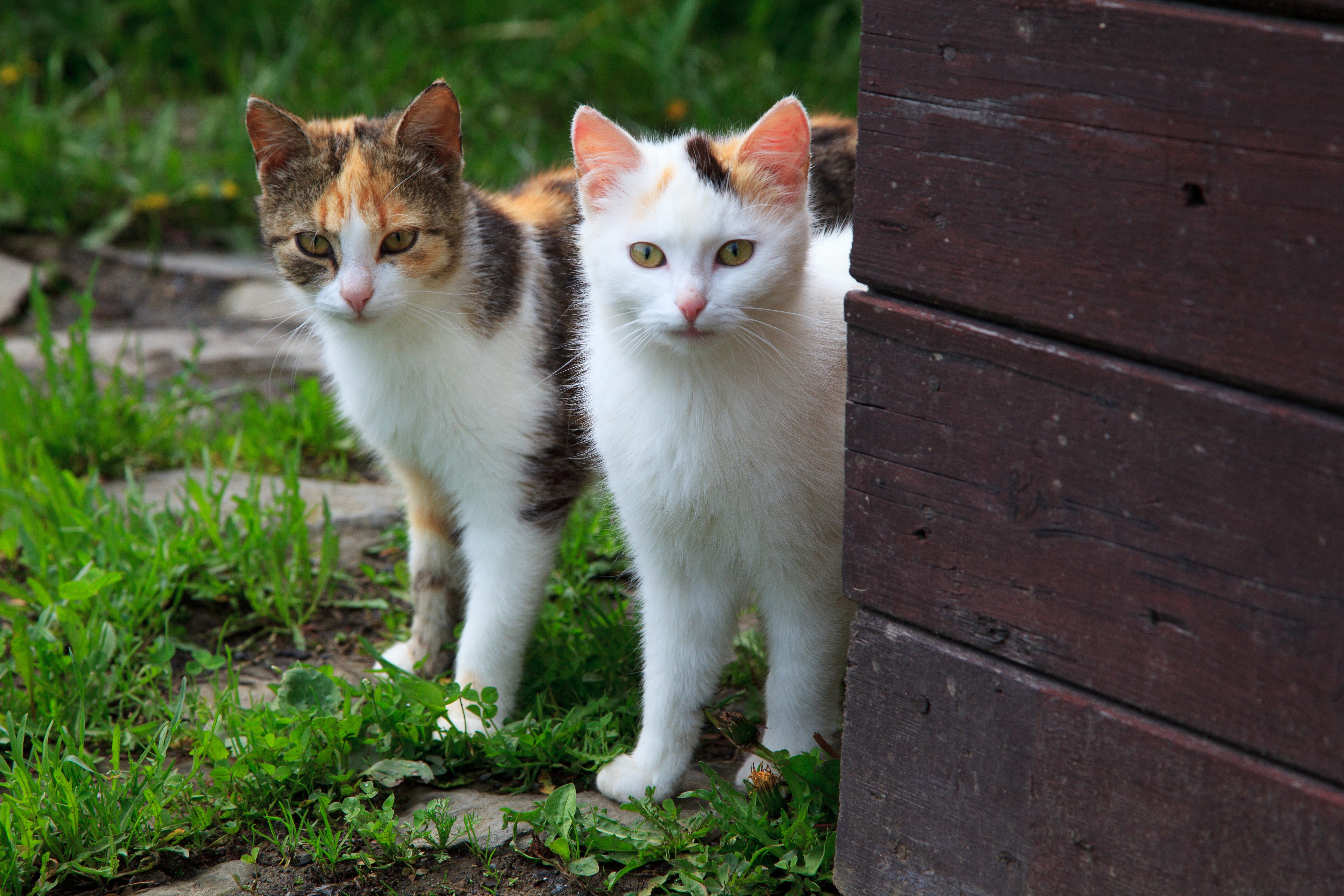 Two cats standing near wooden planks HD Wallpaper