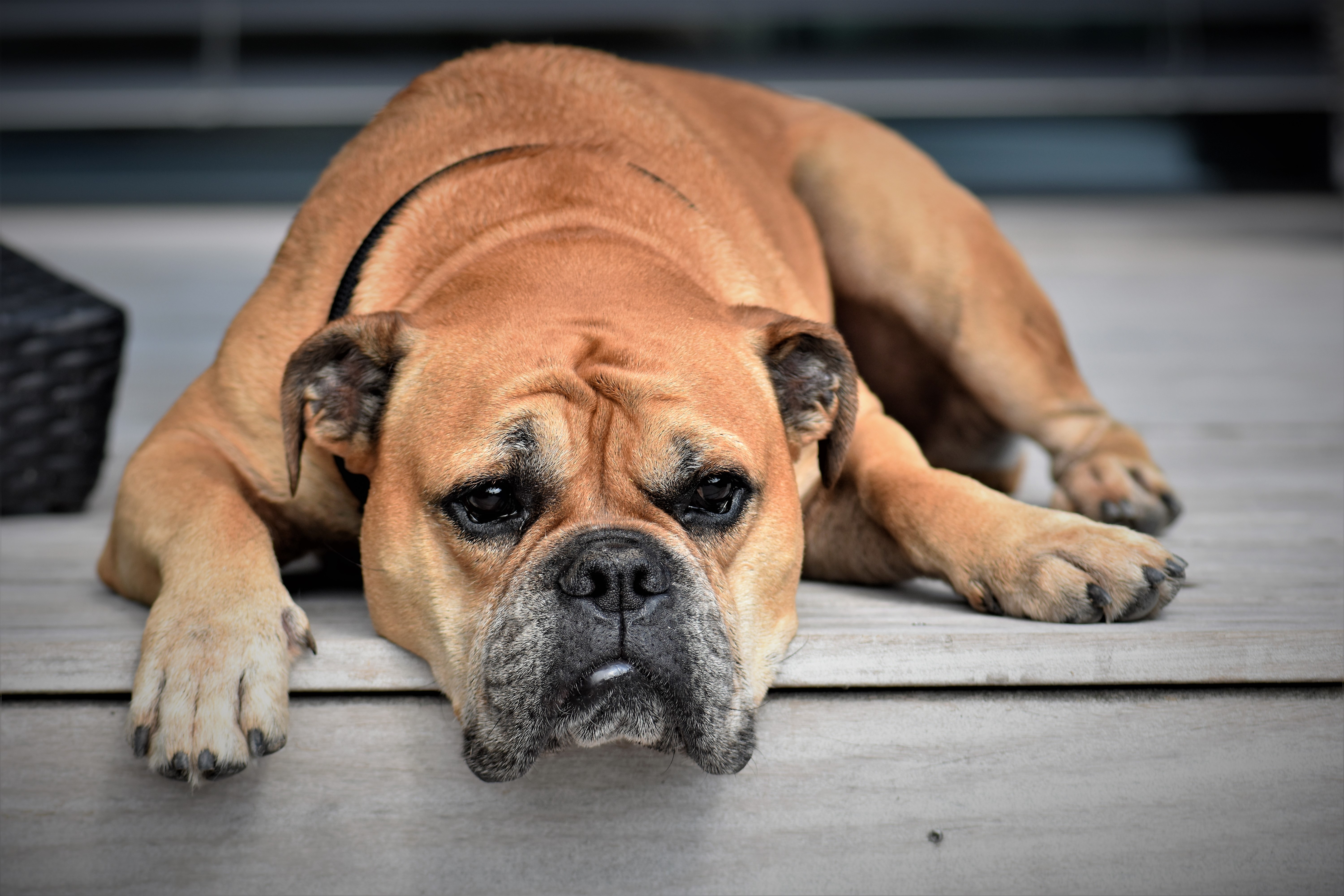 Brown Bulldog Lying Down HD Wallpaper