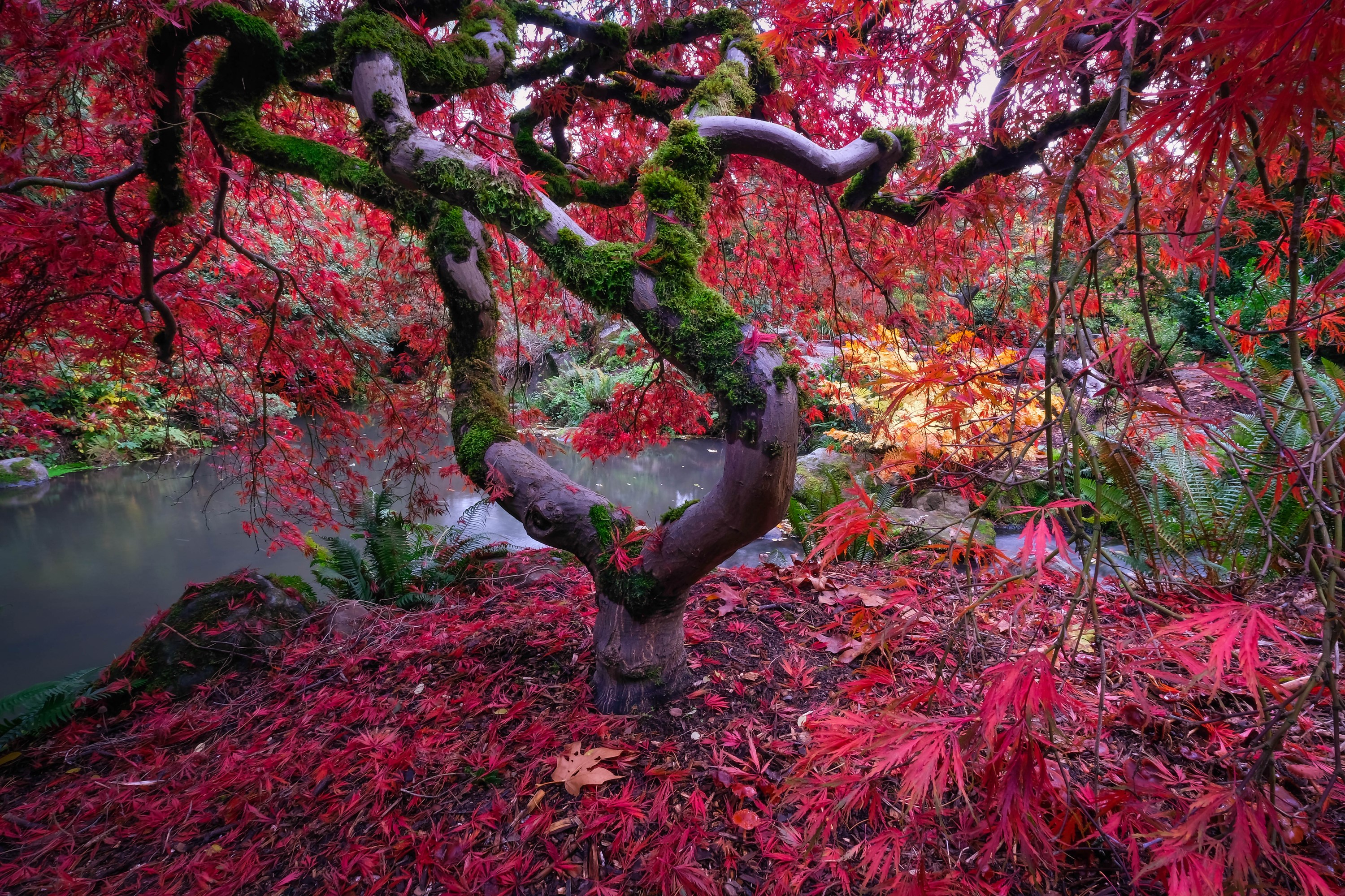 Japanese Maple Tree in Autumn by Pond HD Wallpaper