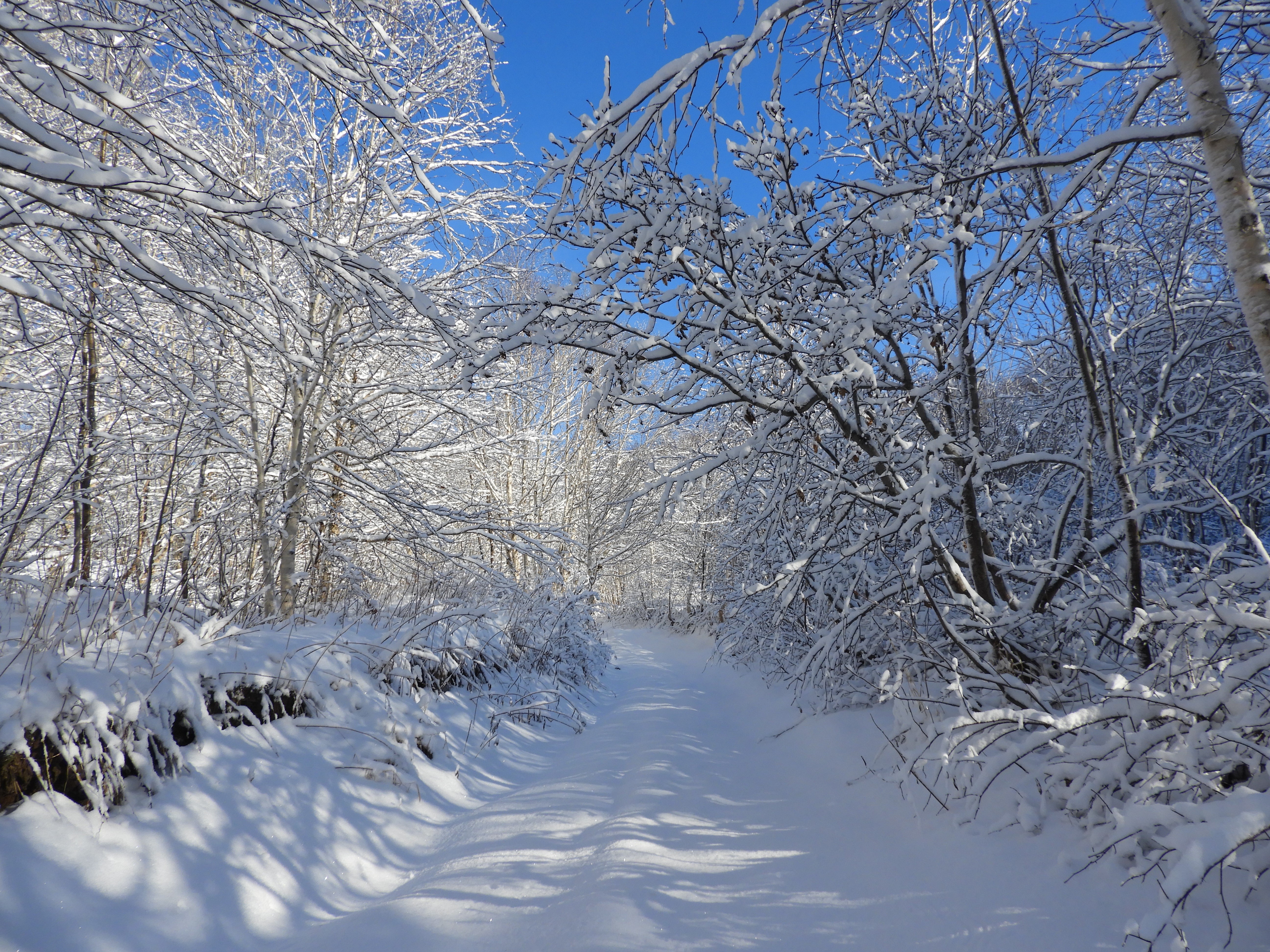 Snowy forest road with trees and branches HD Wallpaper