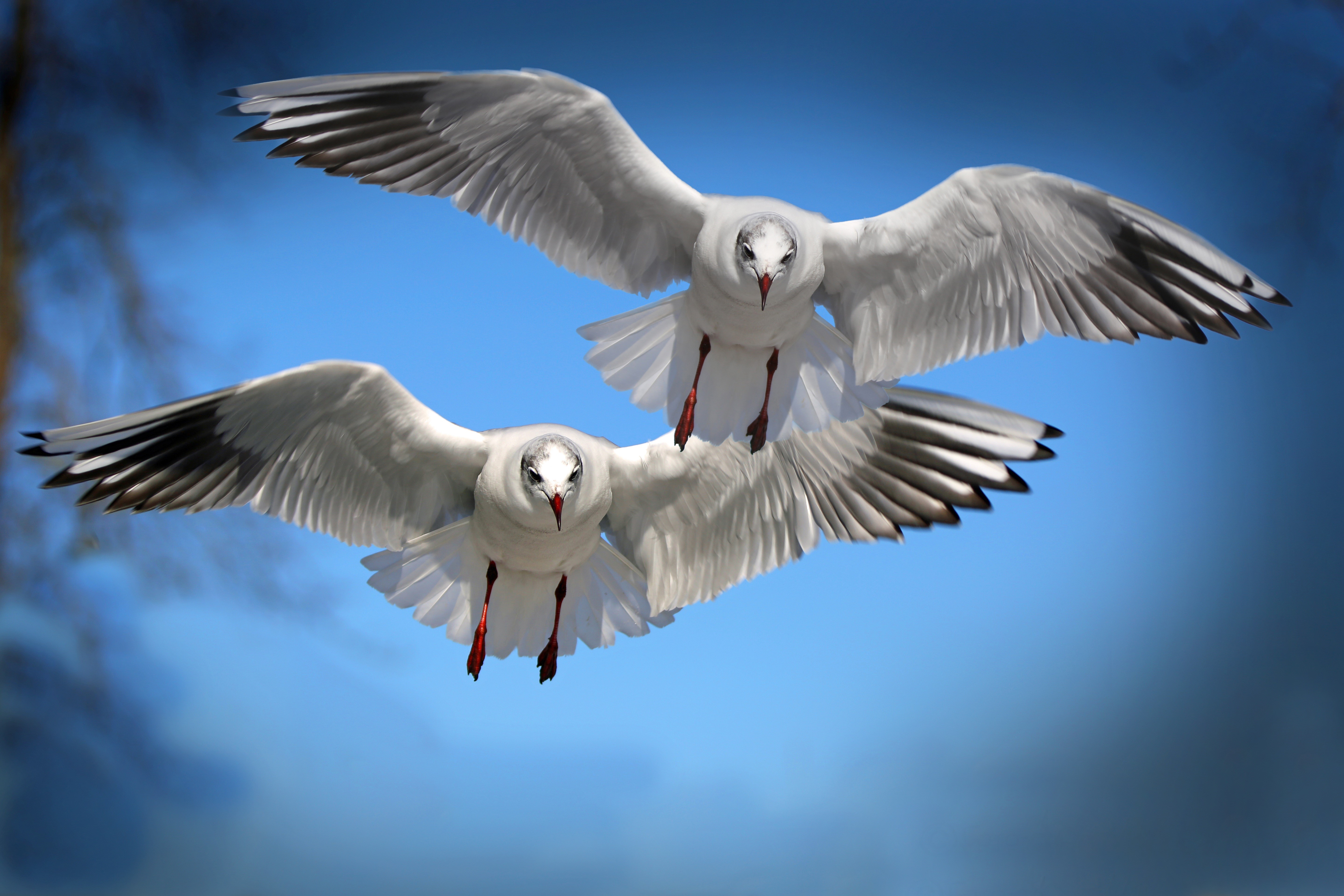 Two Gulls in Flight HD Wallpaper