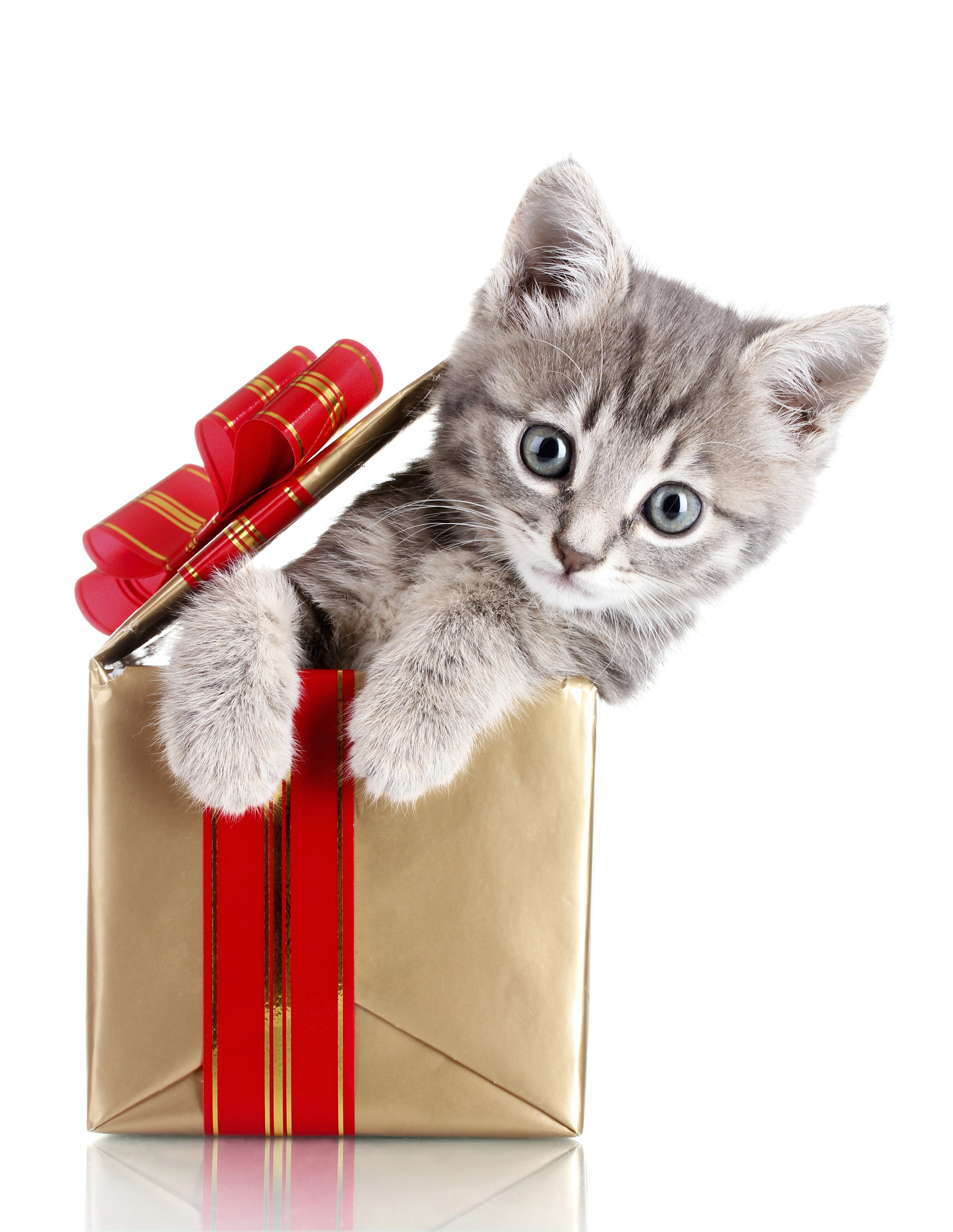 Kitten in a gift box with red ribbon HD Phone Wallpaper