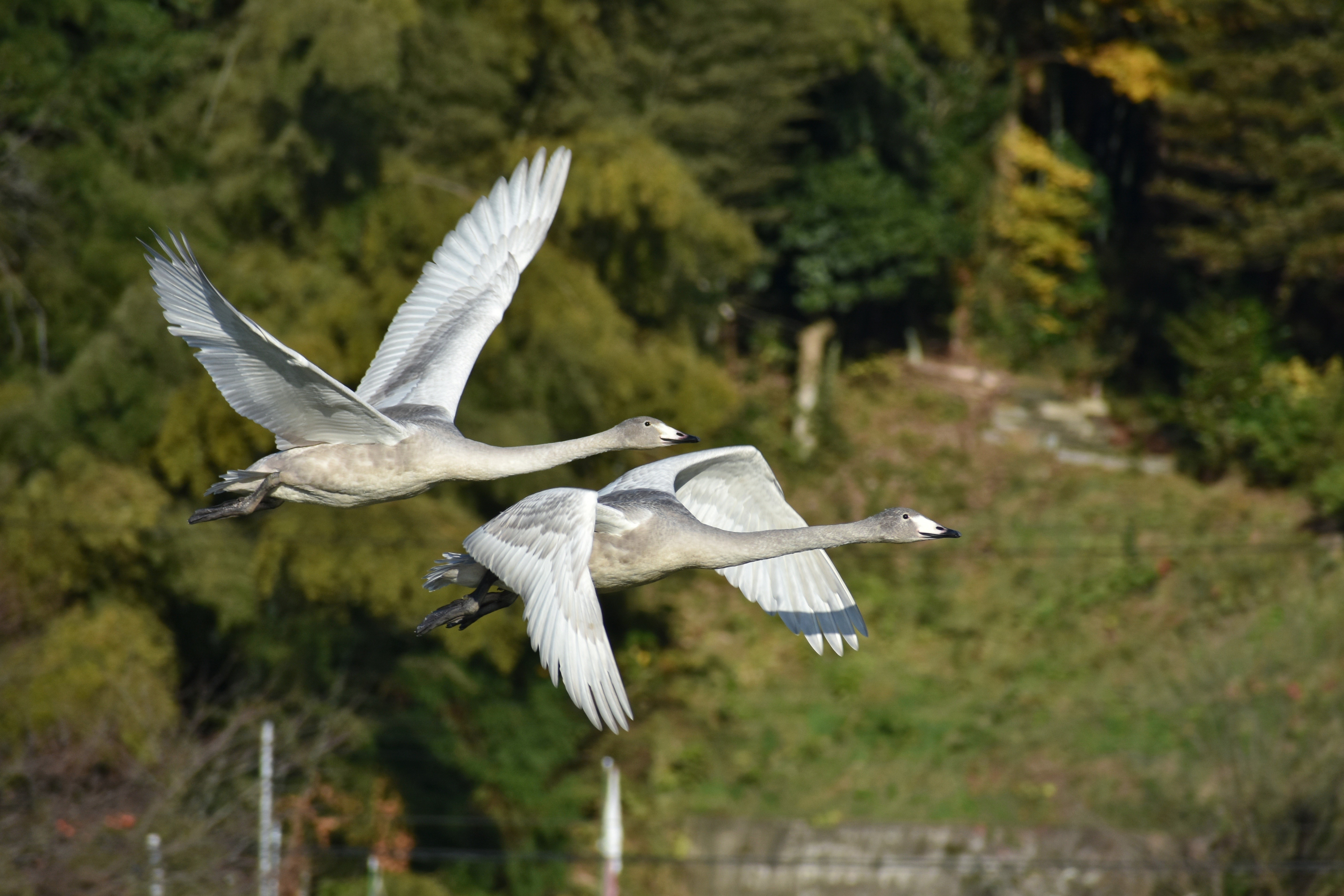 Two Swans in Flight HD Wallpaper