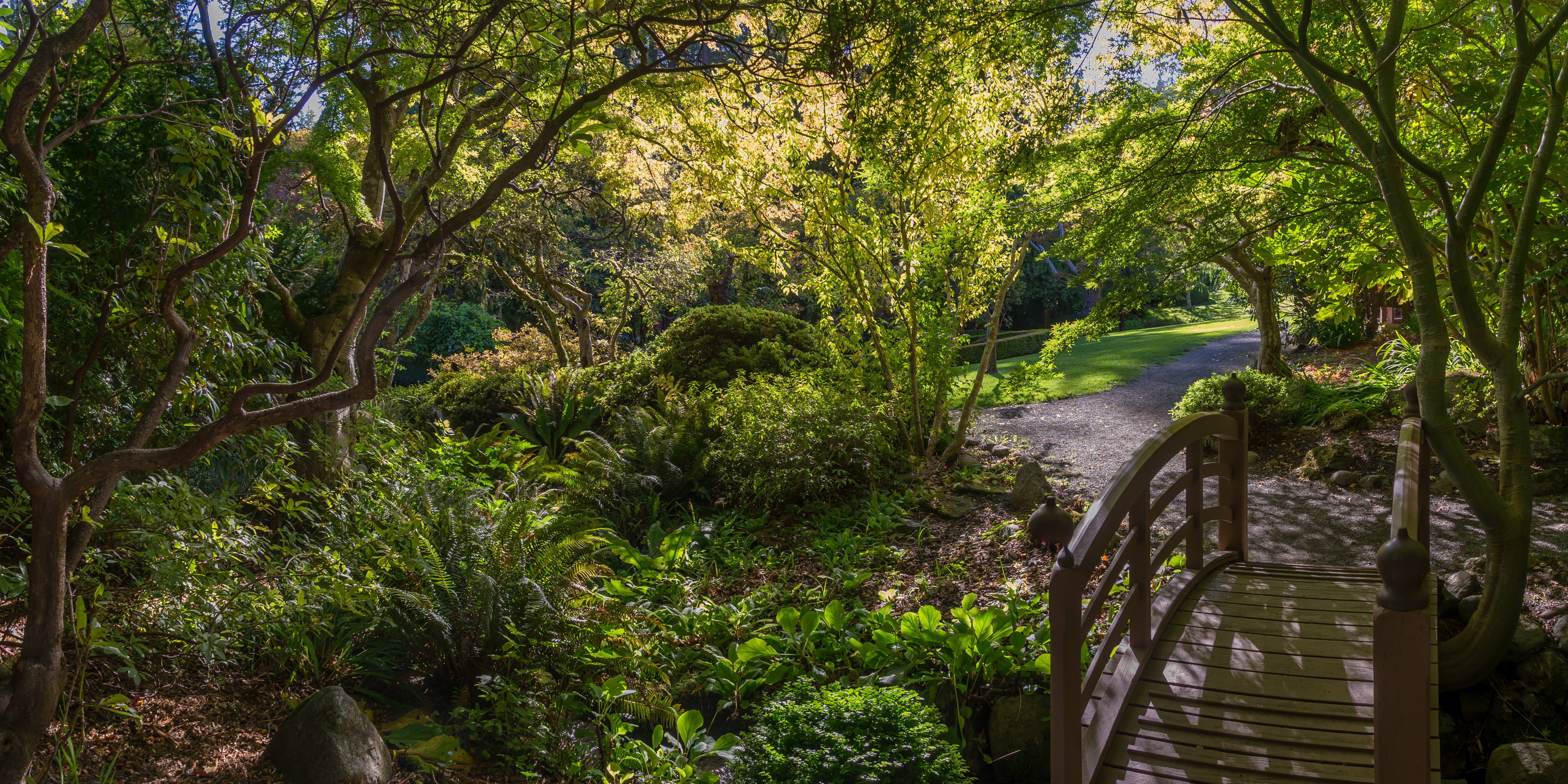 Wooden bridge in a lush forest with sunlight HD Wallpaper