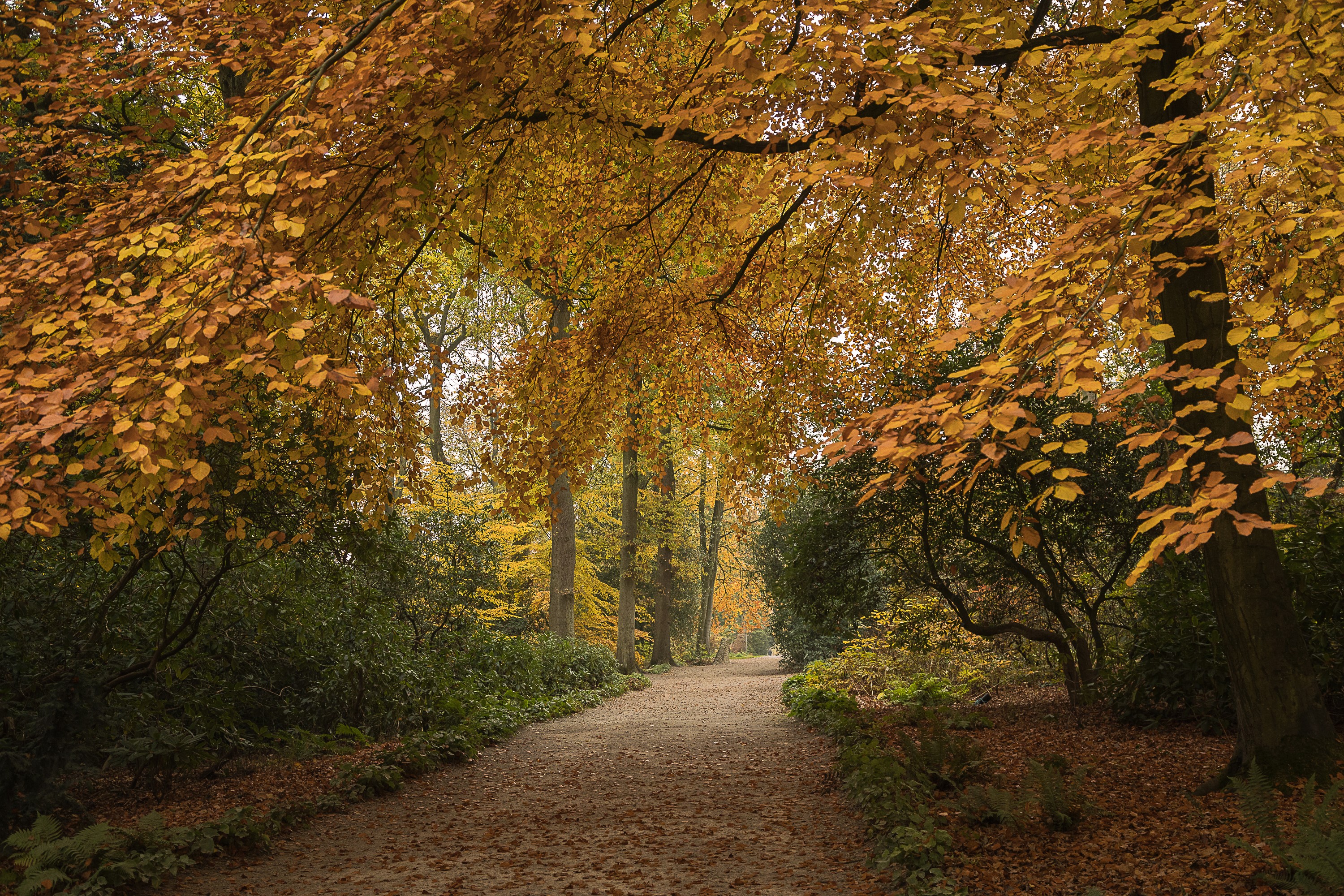 Autumn Avenue in Harlow Carr Gardens, United Kingdom HD Wallpaper