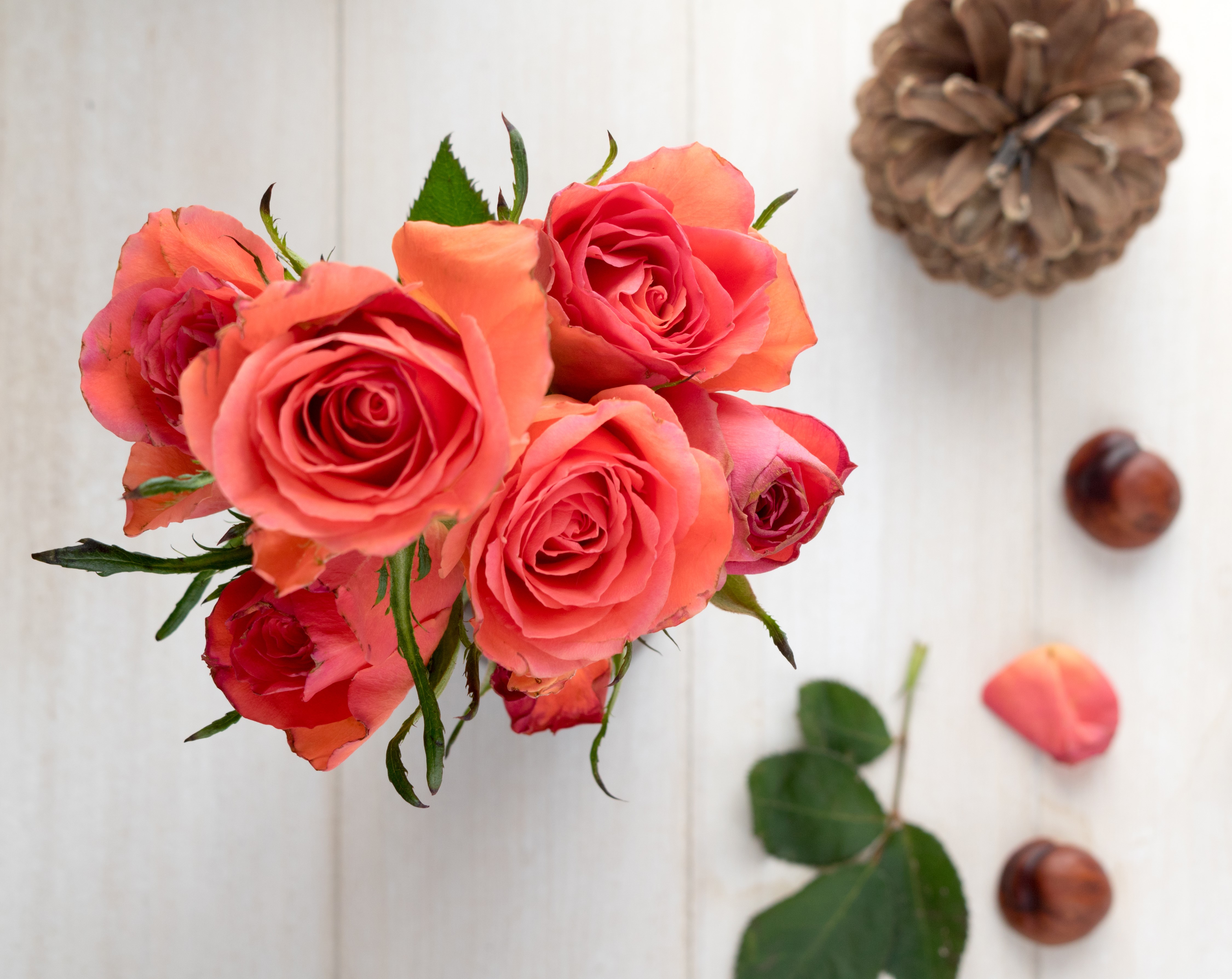 Pink Roses and Autumn Decor HD Wallpaper