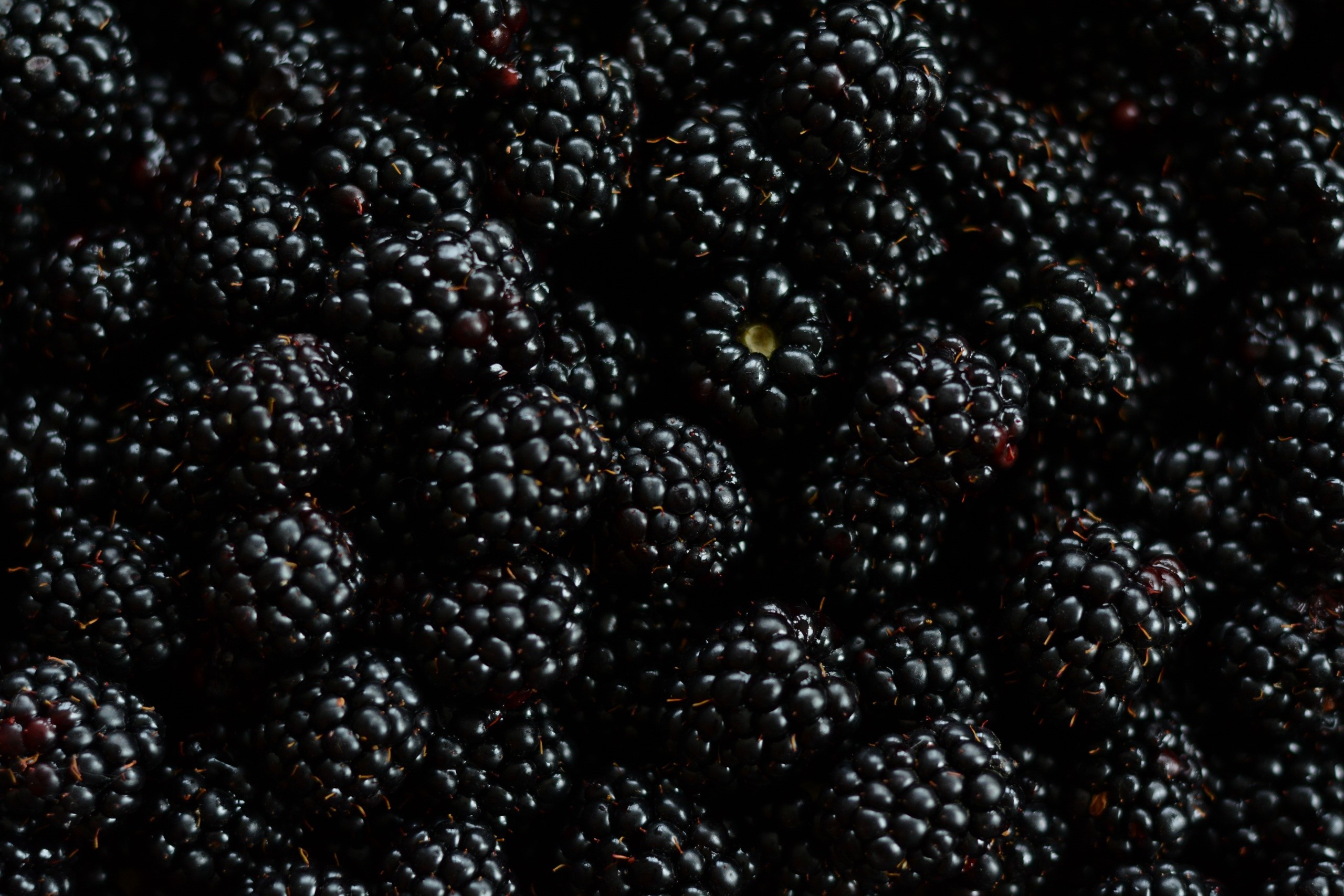 Close-up of a pile of fresh blackberries HD Wallpaper