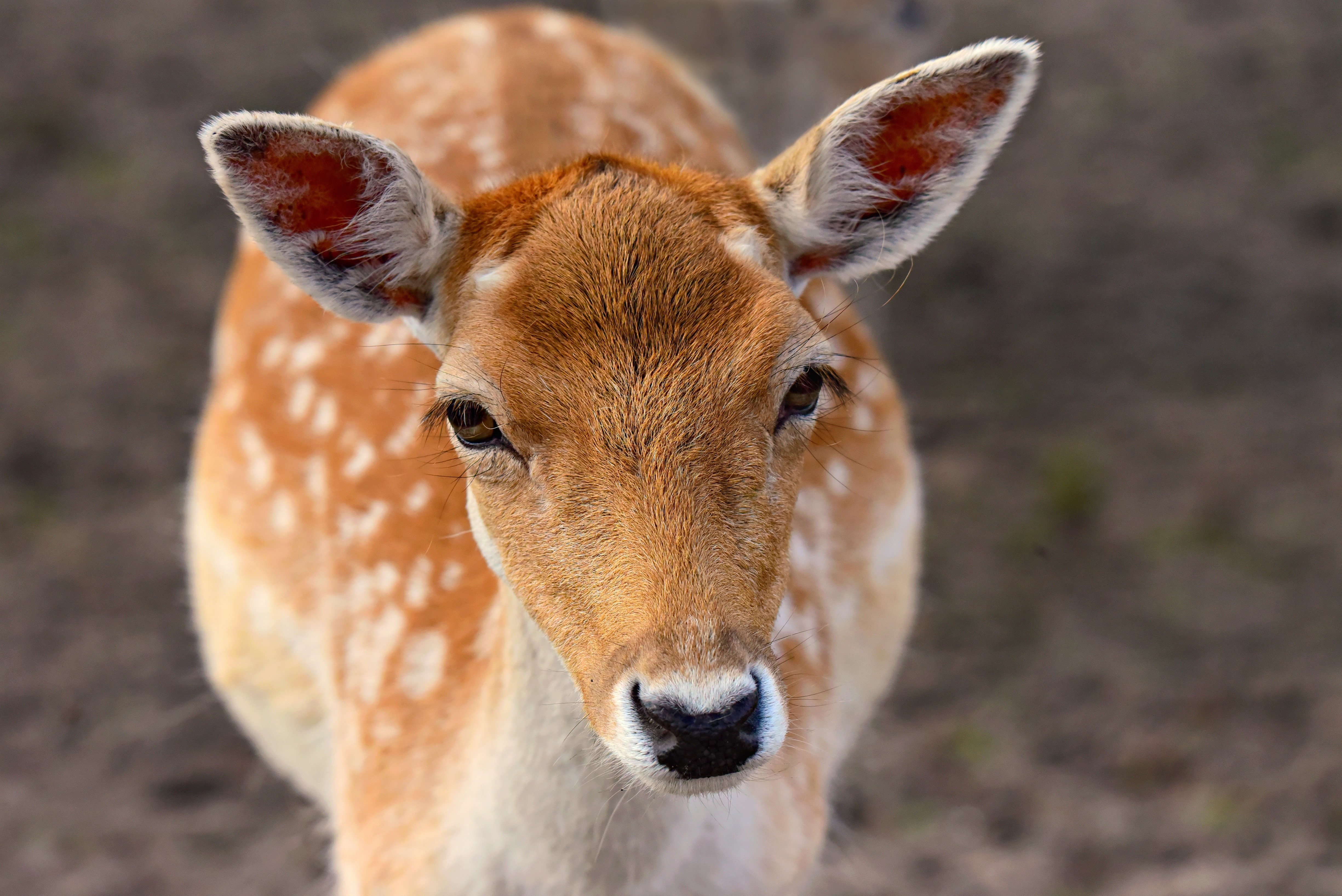 Deer closeup HD Wallpaper