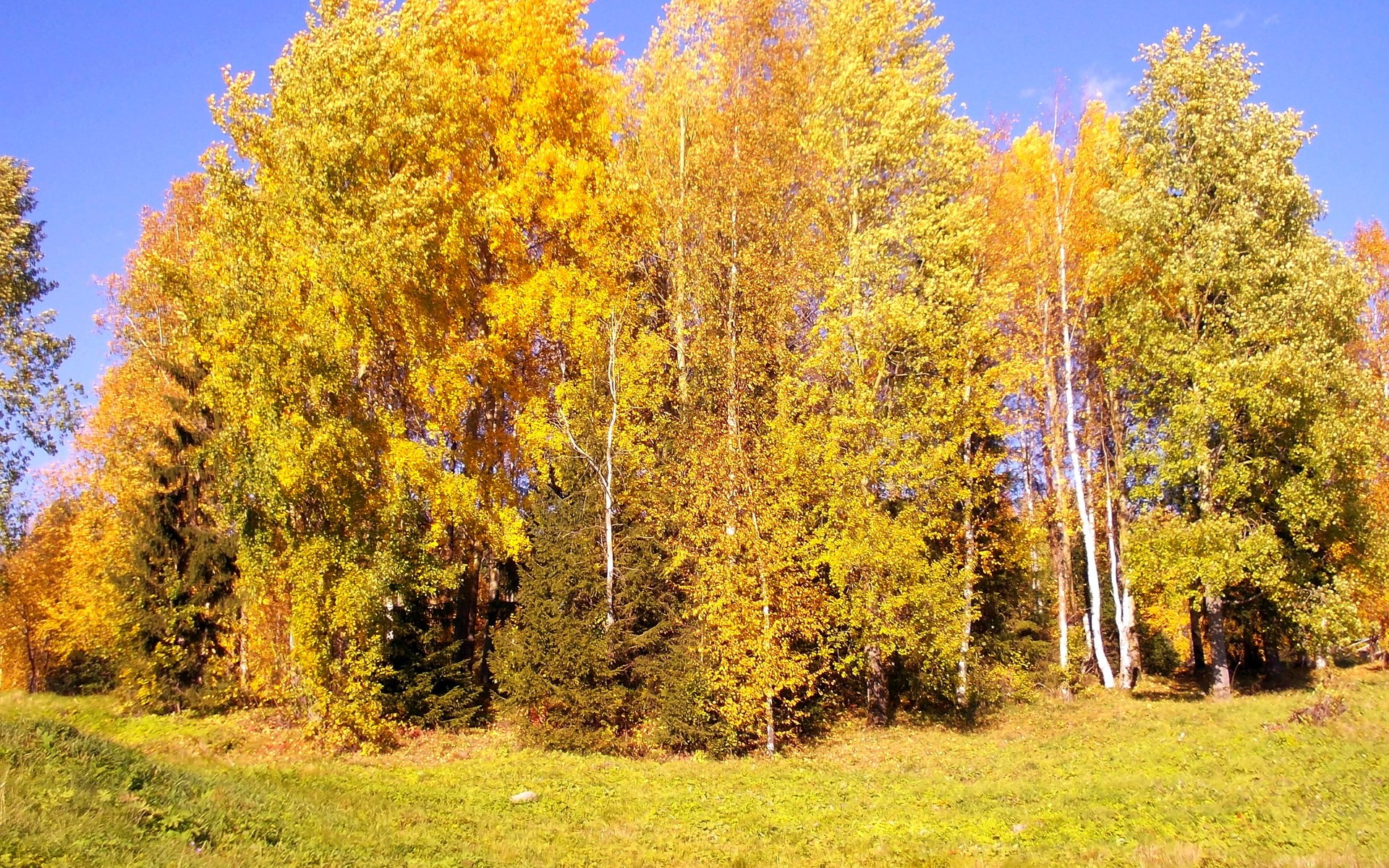 Autumn trees with yellow and green leaves under a blue sky HD Wallpaper