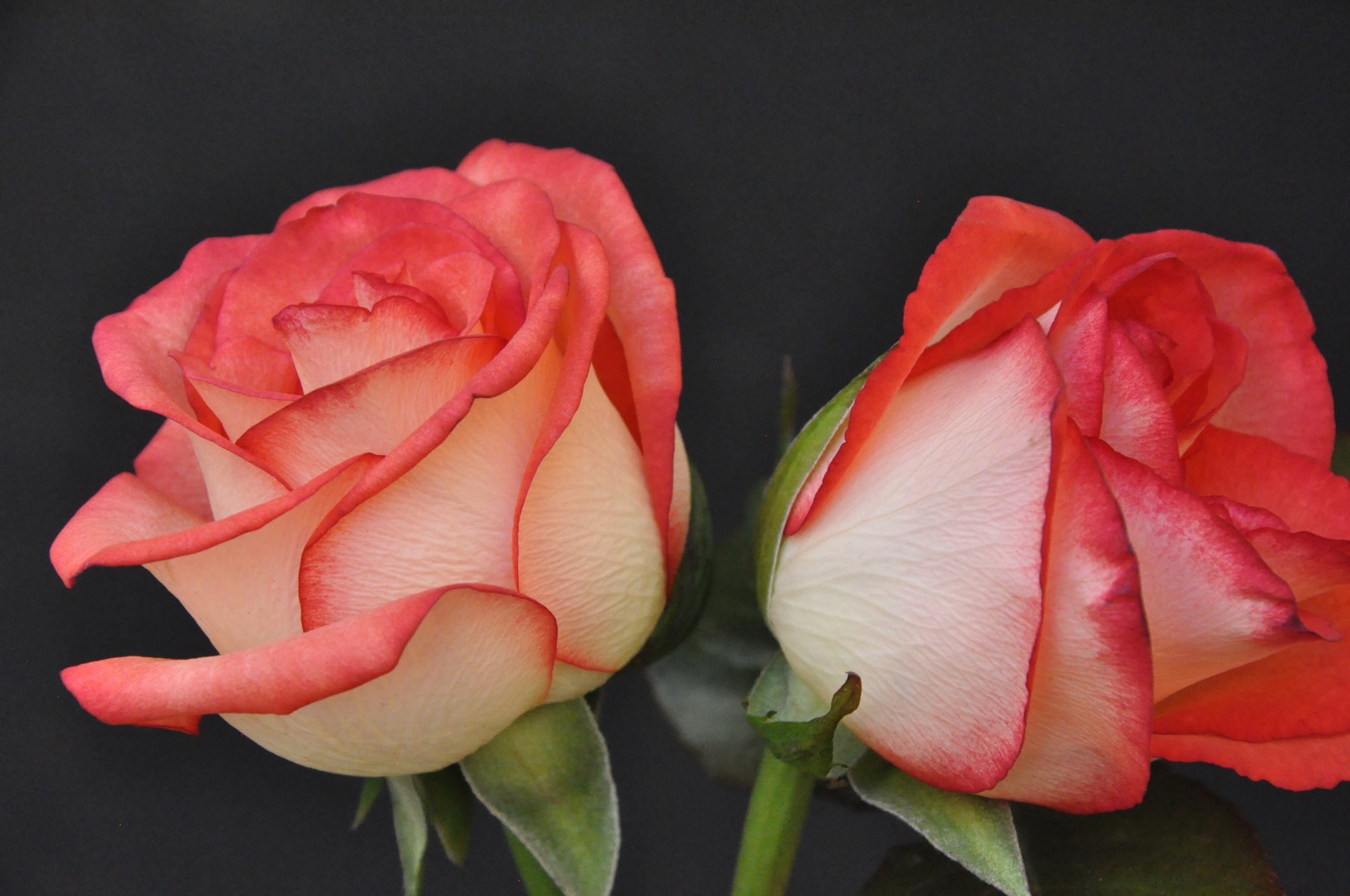 Two bicolor roses with pink edges on a black background HD Wallpaper