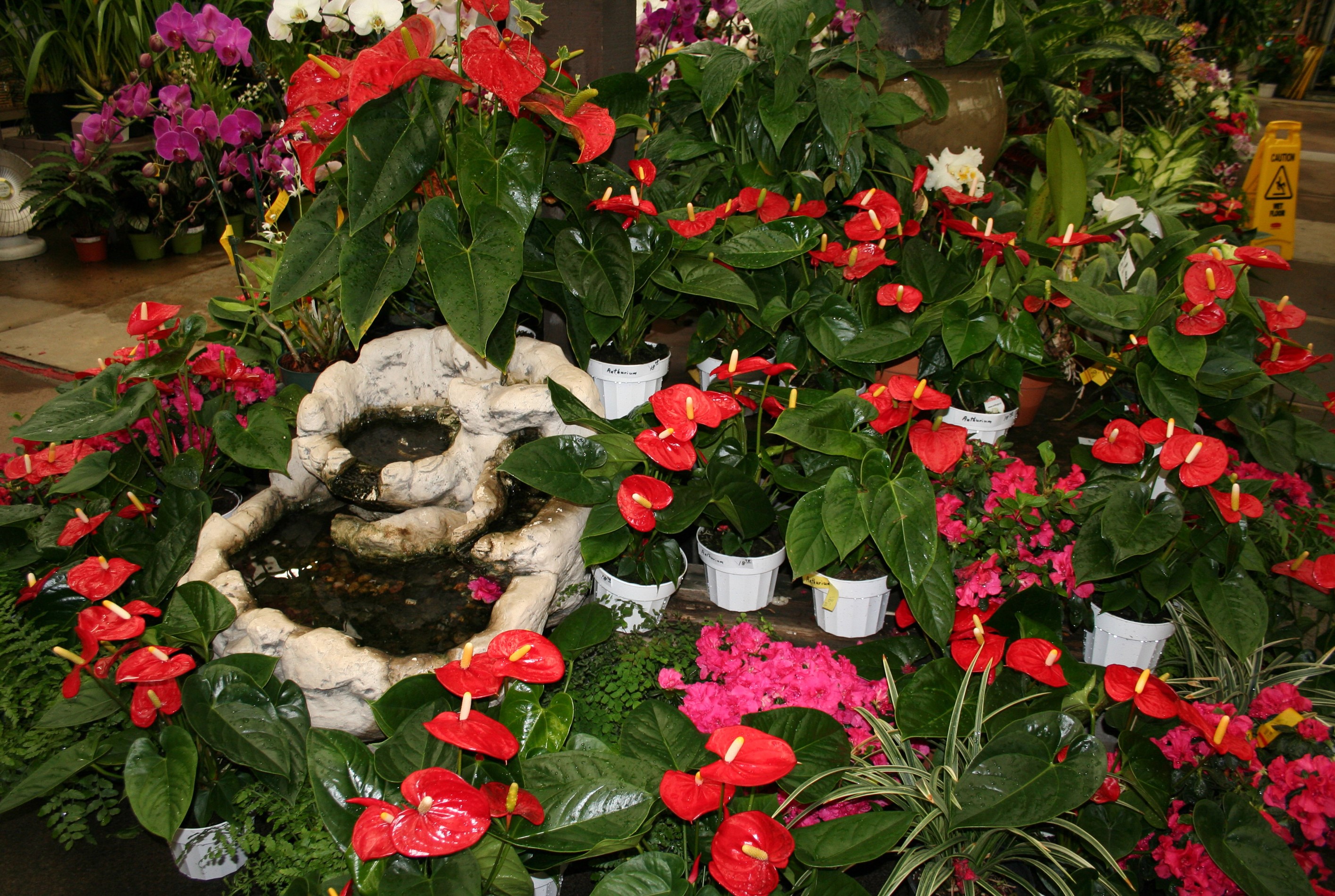 Red Anthurium flowers and a small fountain HD Wallpaper