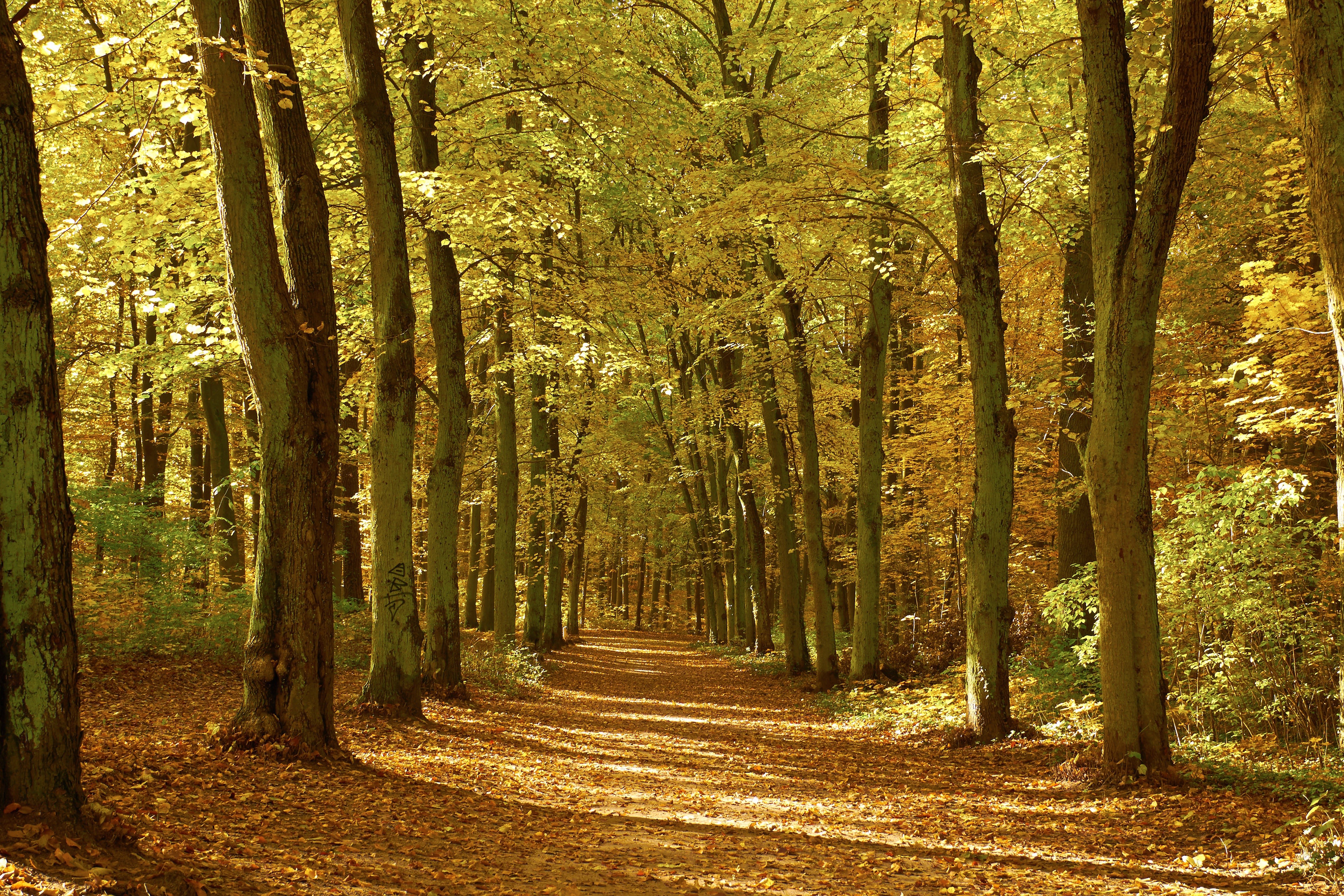 4K Autumn Forest Path with Golden Foliage HD Wallpaper