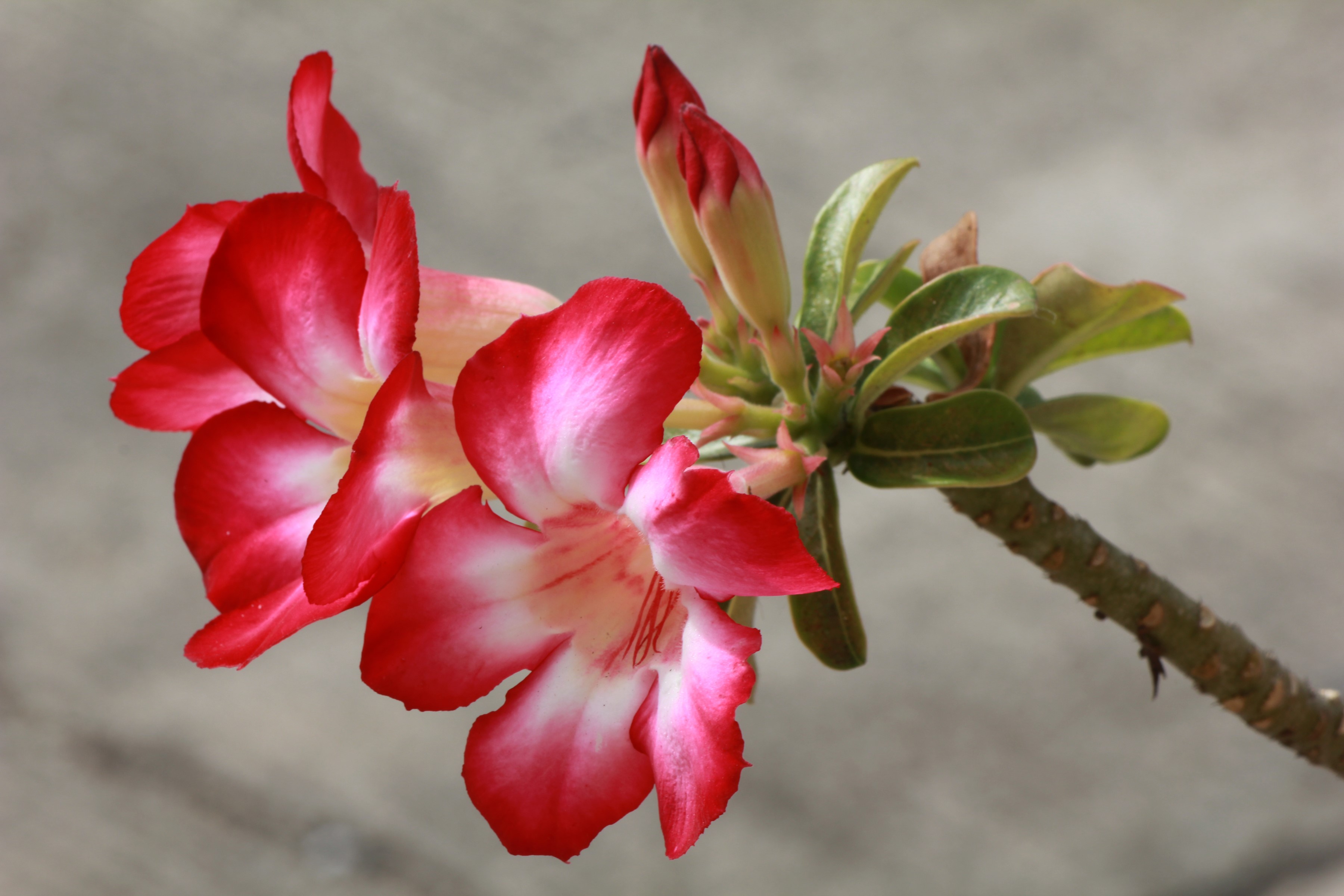 Desert Rose flowers and buds on a branch HD Wallpaper