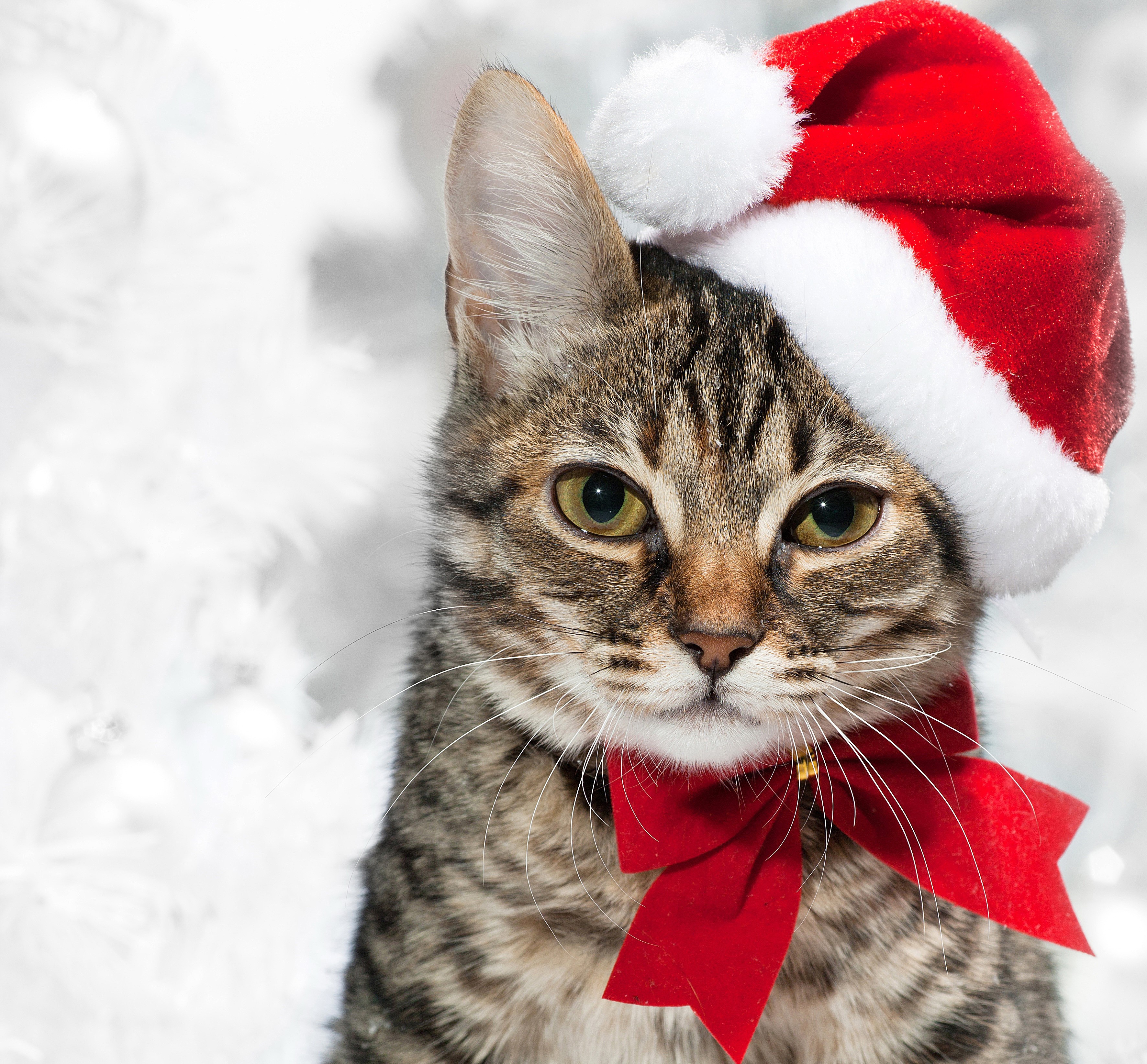 Tabby cat wearing a Santa hat and red bow HD Wallpaper
