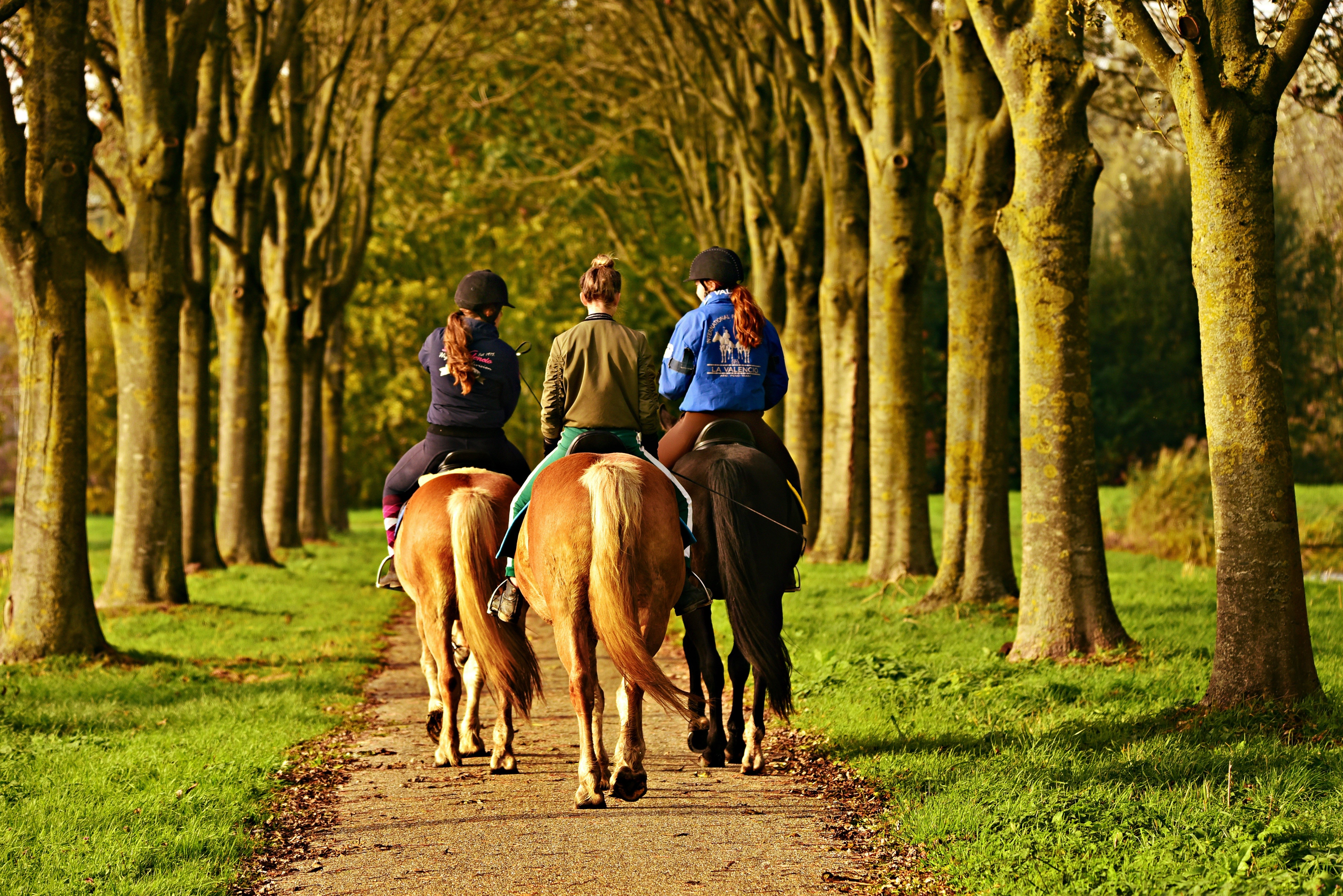 Three people on horses on a tree-lined trail HD Wallpaper