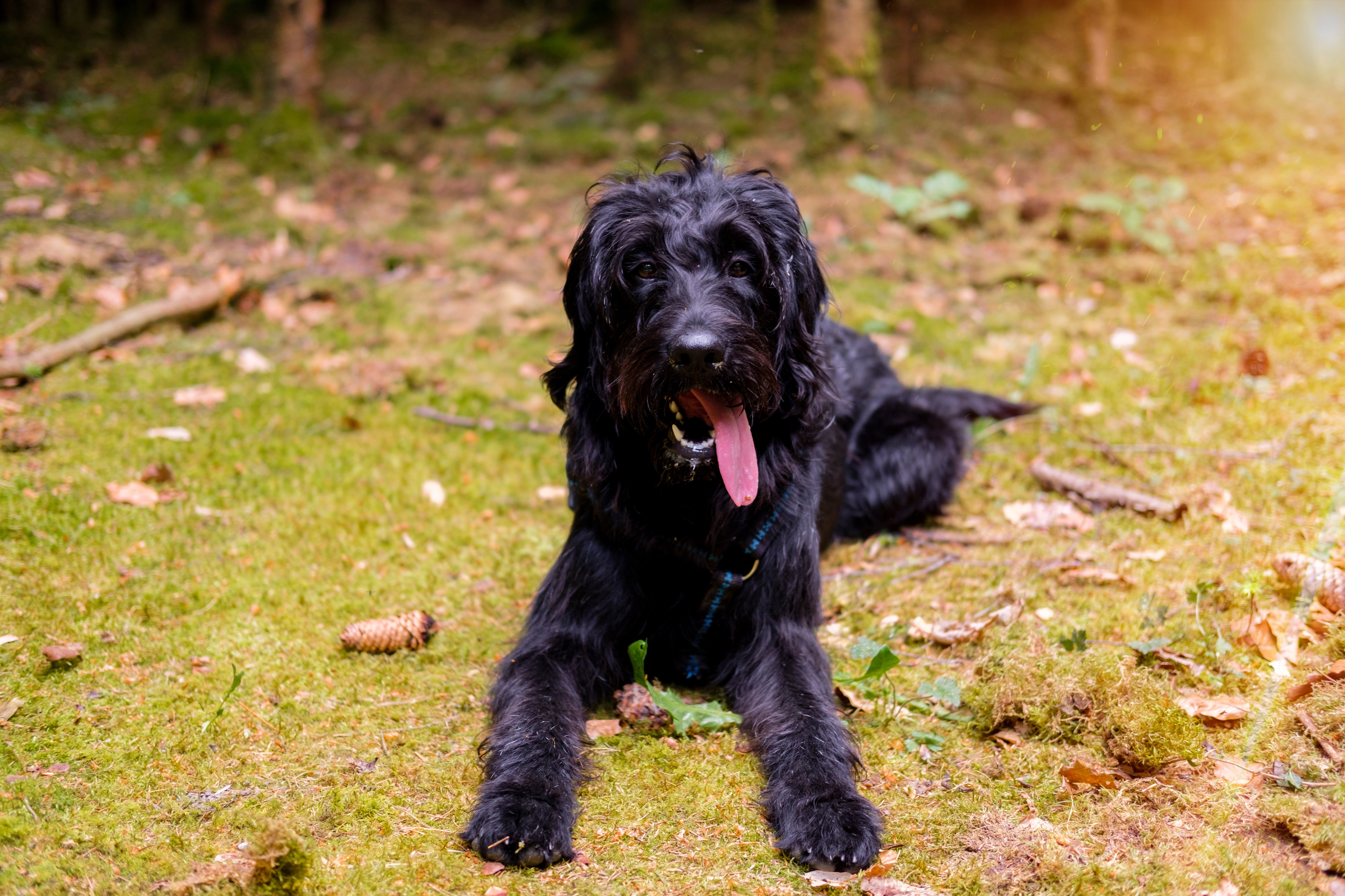 Black Schnauzer Dog Lying on Mossy Ground HD Wallpaper