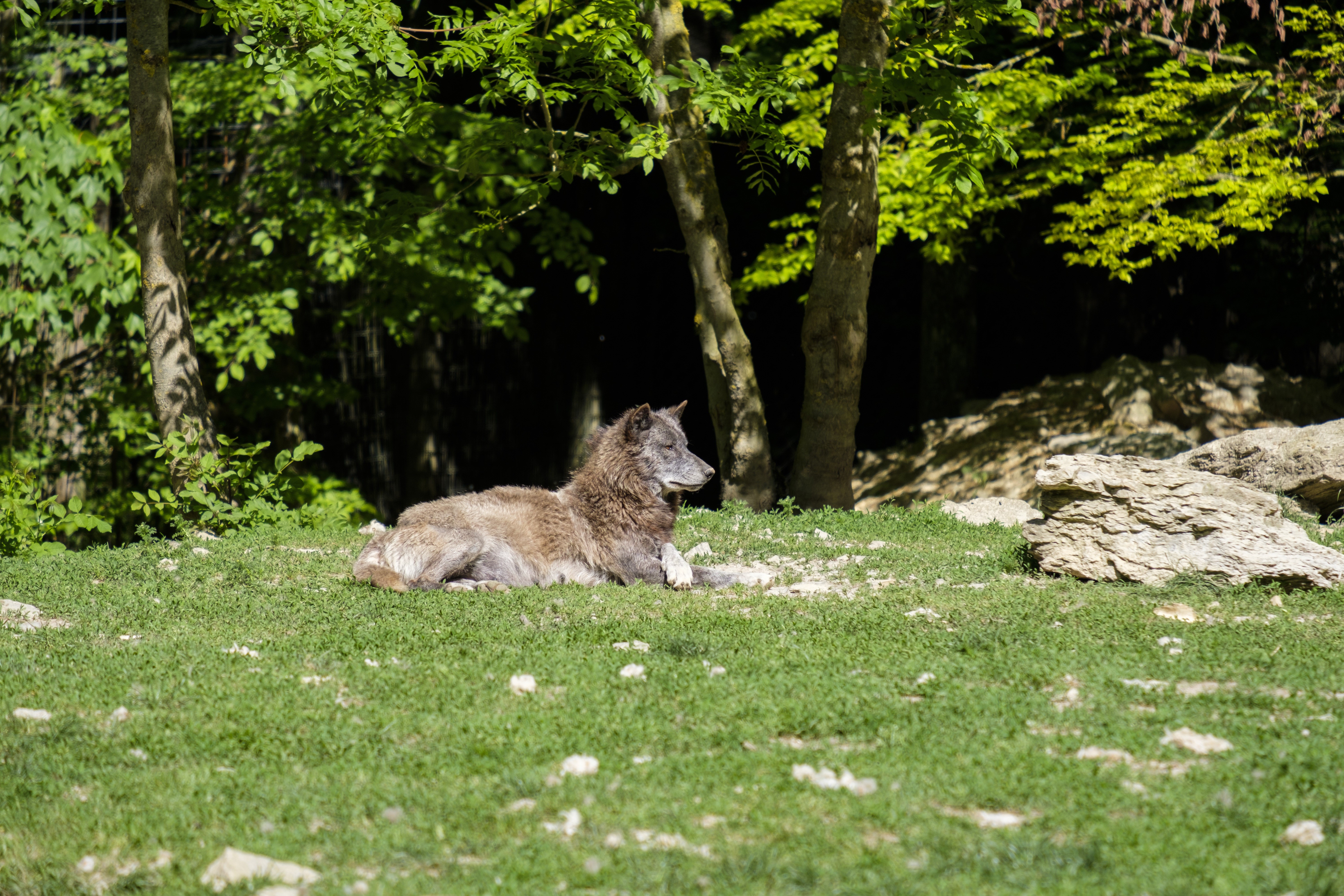Wolf lying on grass in a forest HD Wallpaper