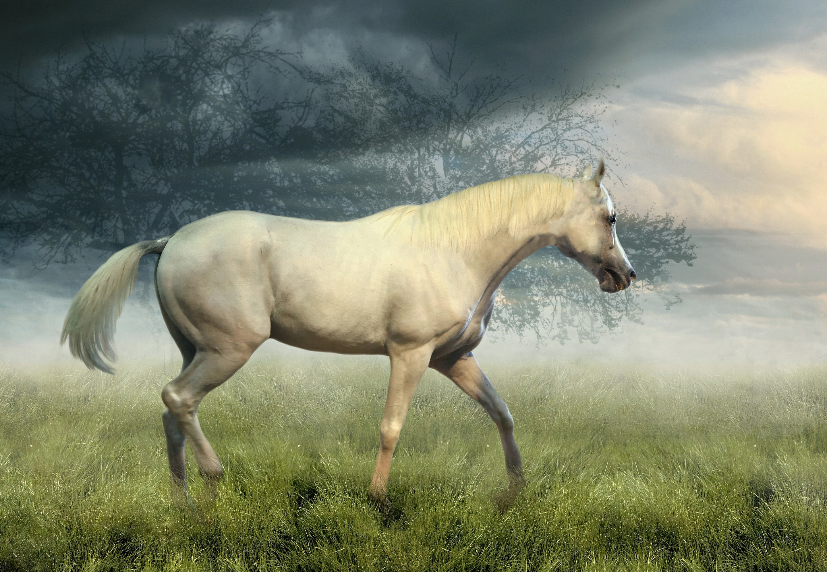 White horse walking in a grassy field HD Wallpaper