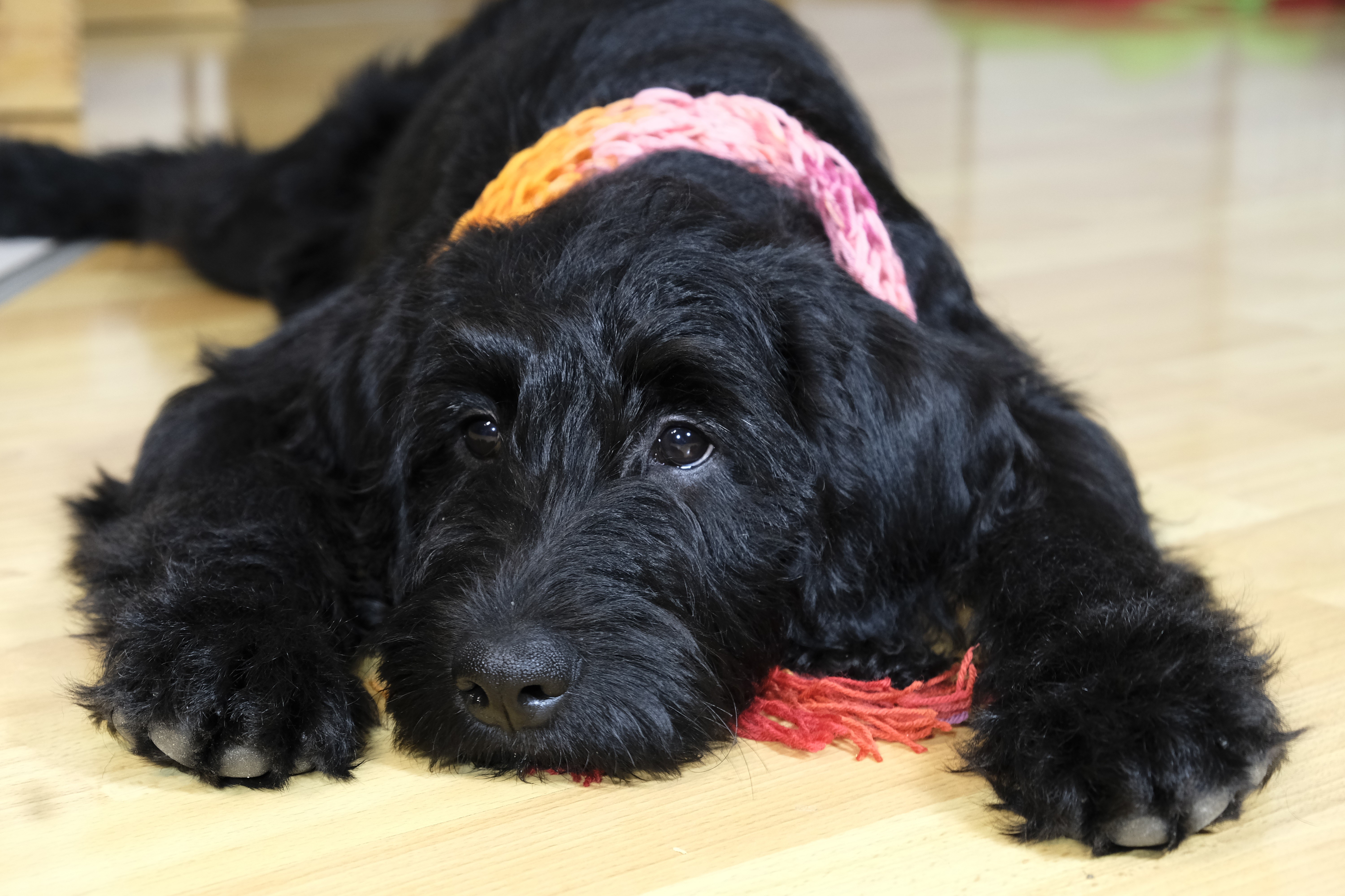 Black puppy with colorful scarf lying down HD Wallpaper