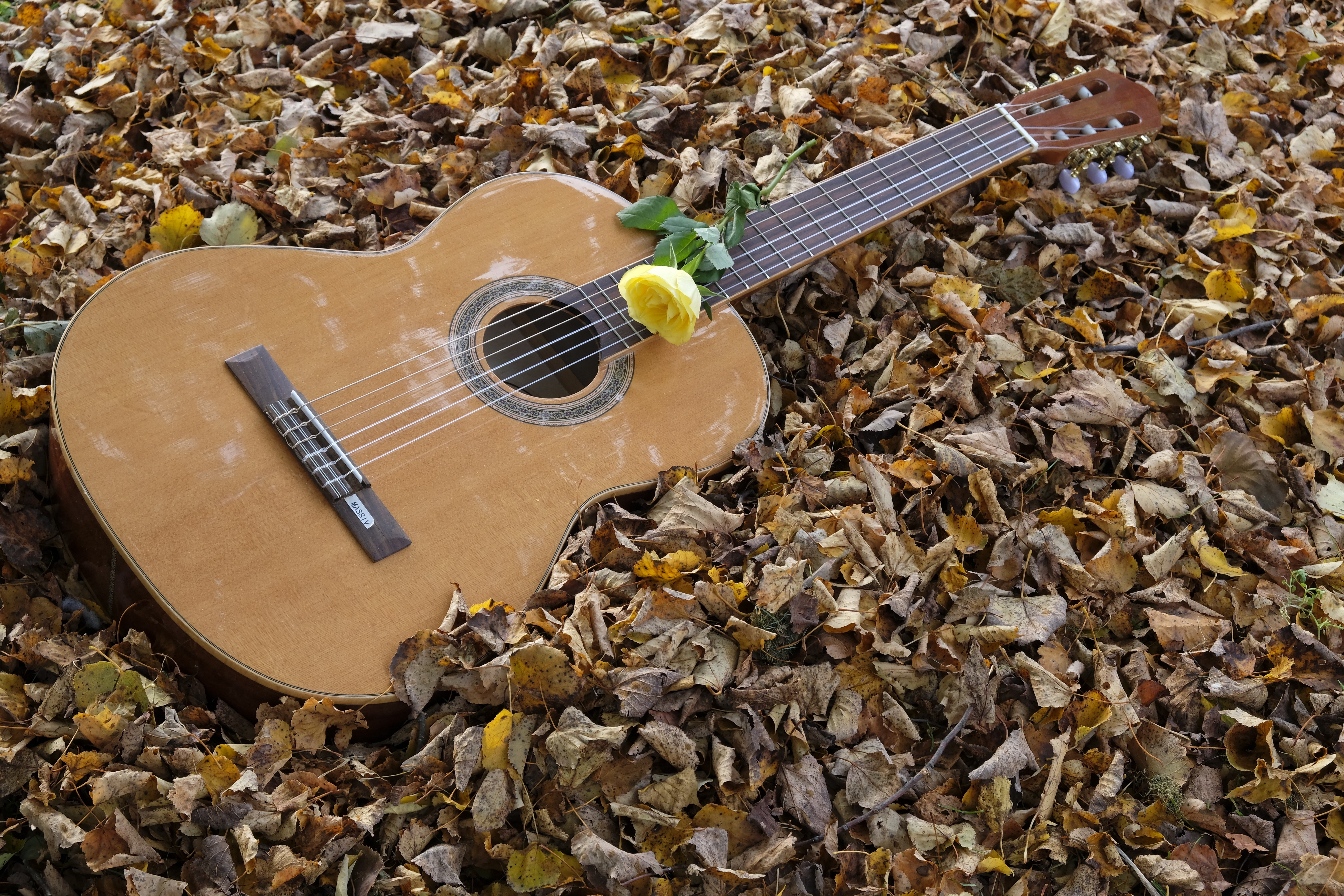Acoustic guitar with a yellow rose on autumn leaves HD Wallpaper