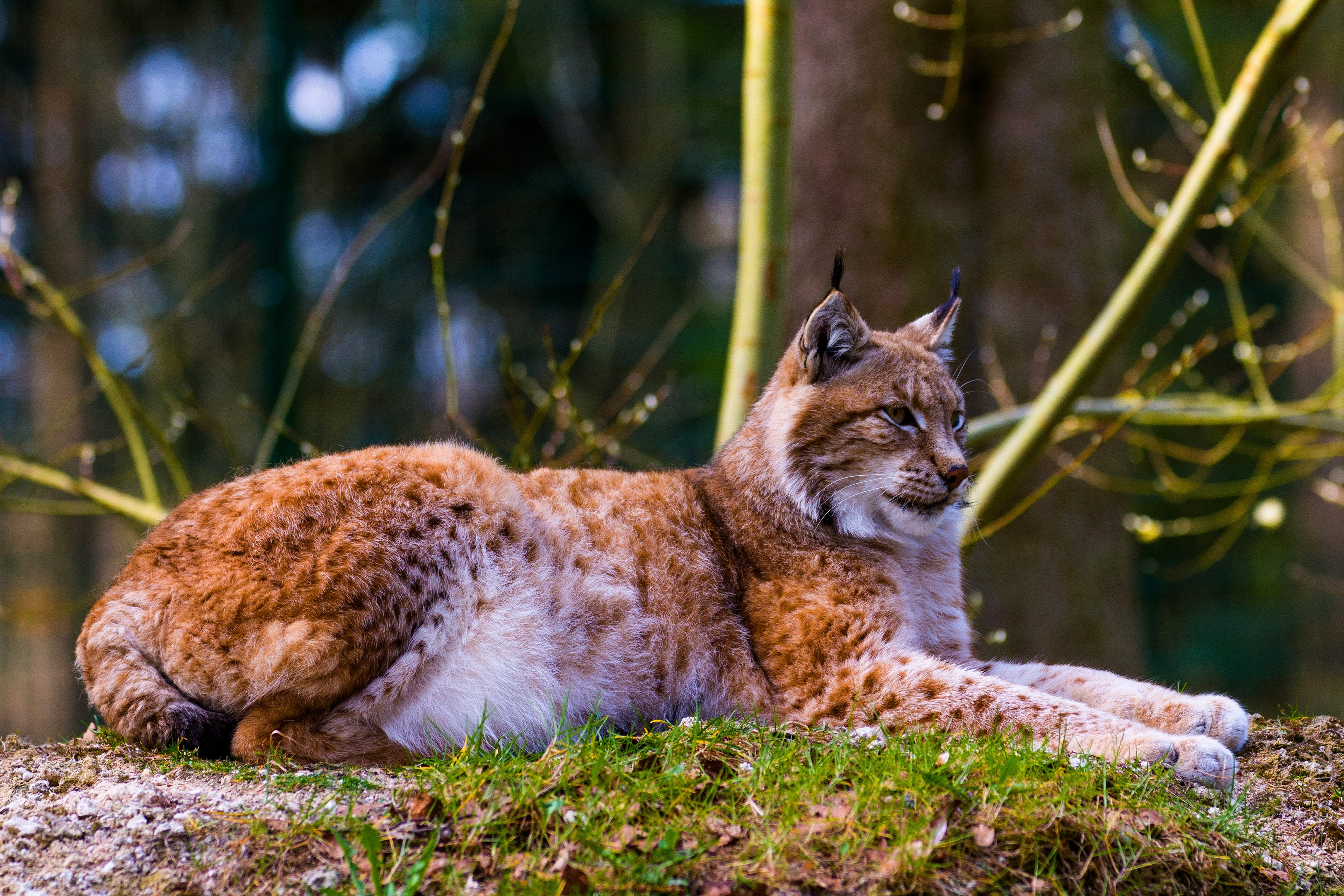 4K Lynx resting on grassy mound HD Wallpaper
