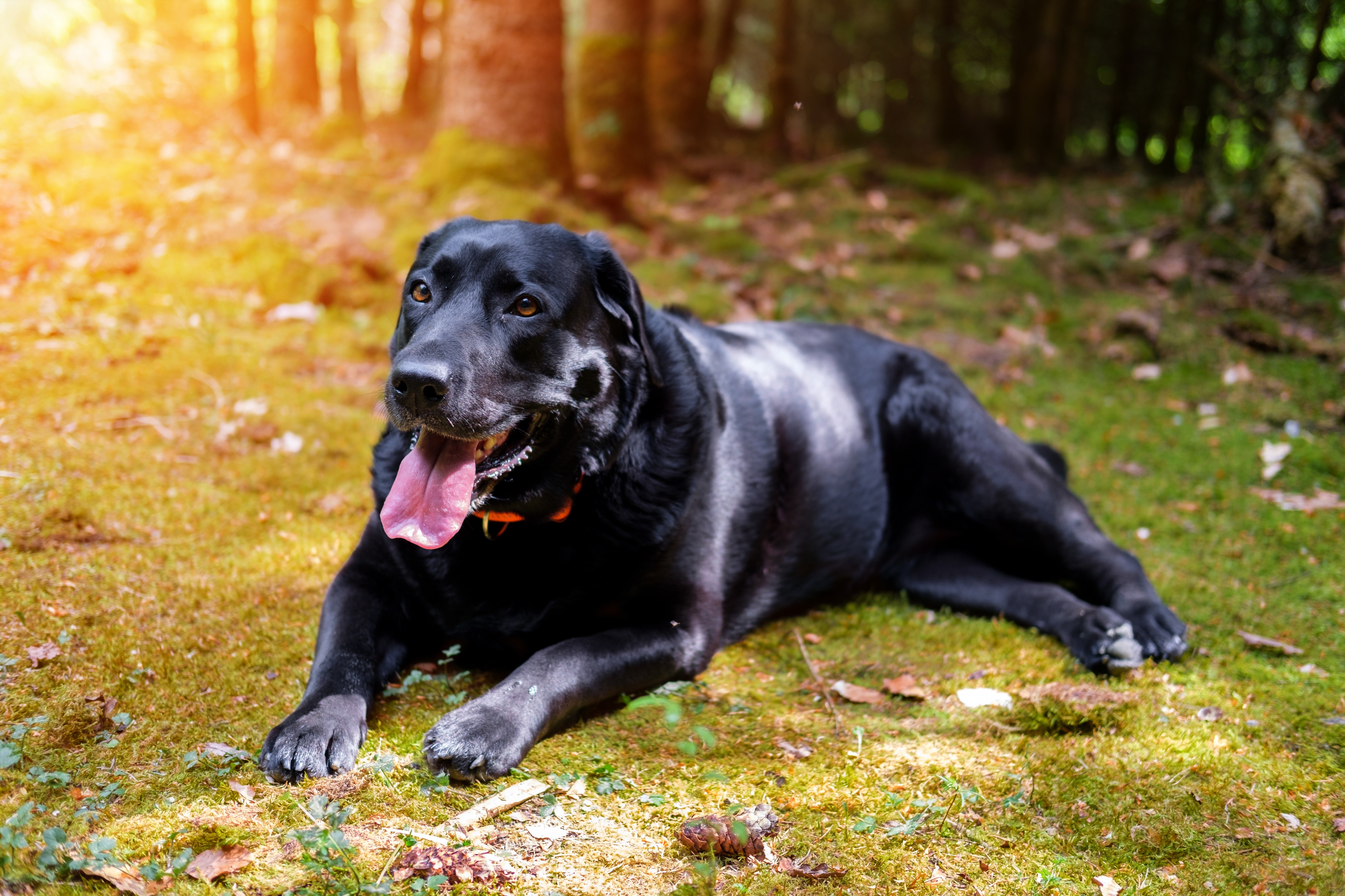 Black Labrador Retriever lying on mossy ground in forest HD Wallpaper
