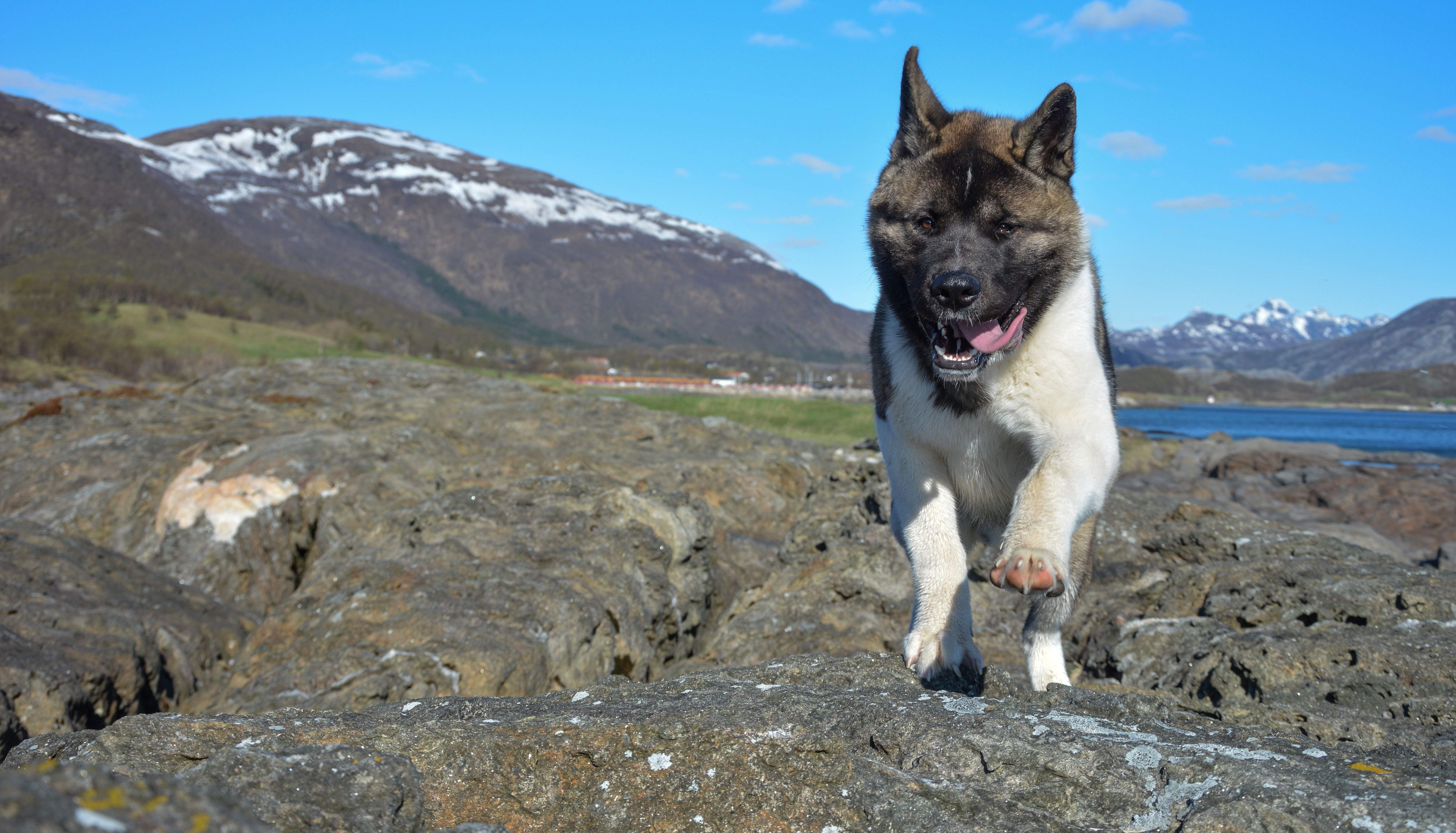 Akita dog running on rocks by the water HD Wallpaper
