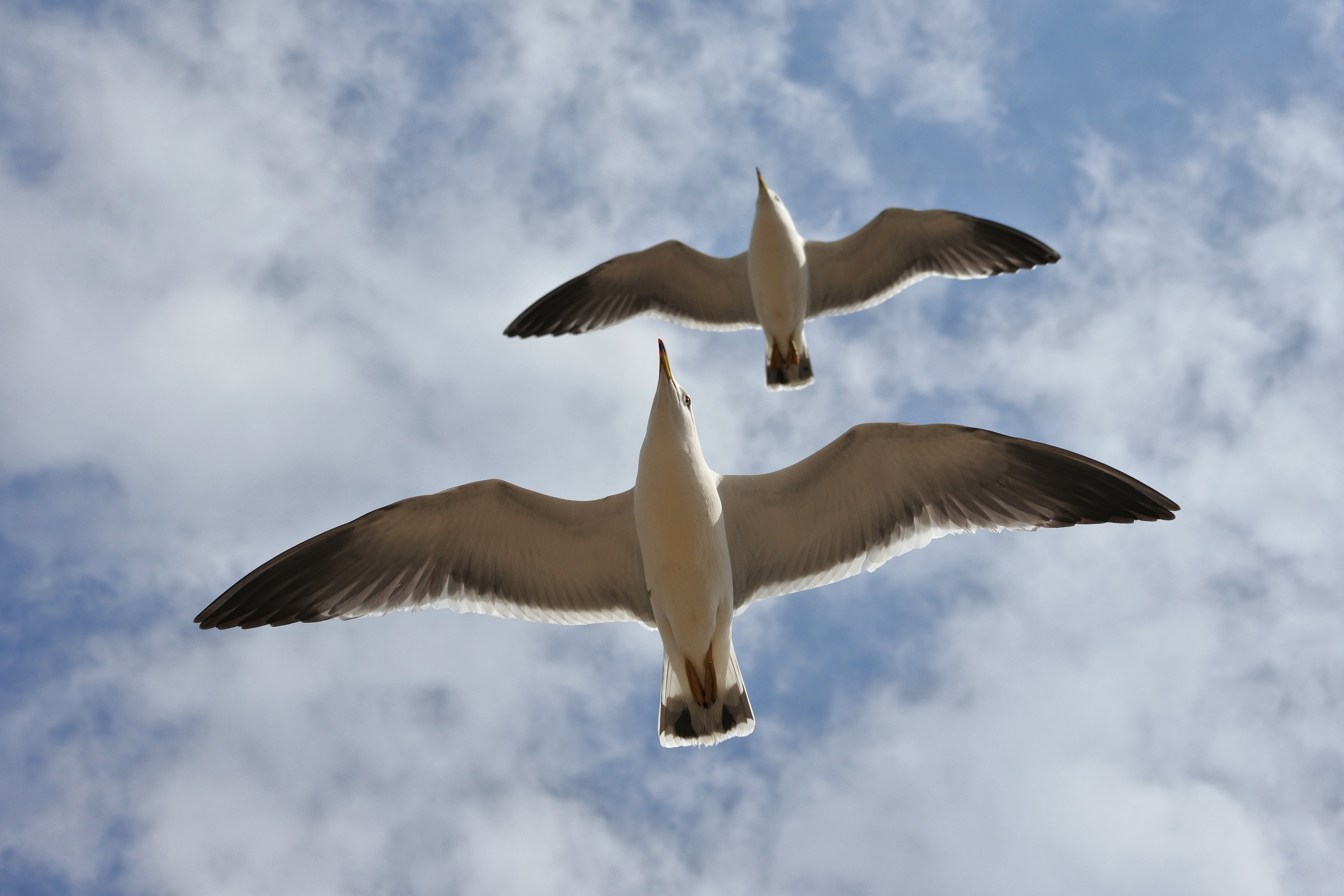 Two seagulls flying in the sky HD Wallpaper
