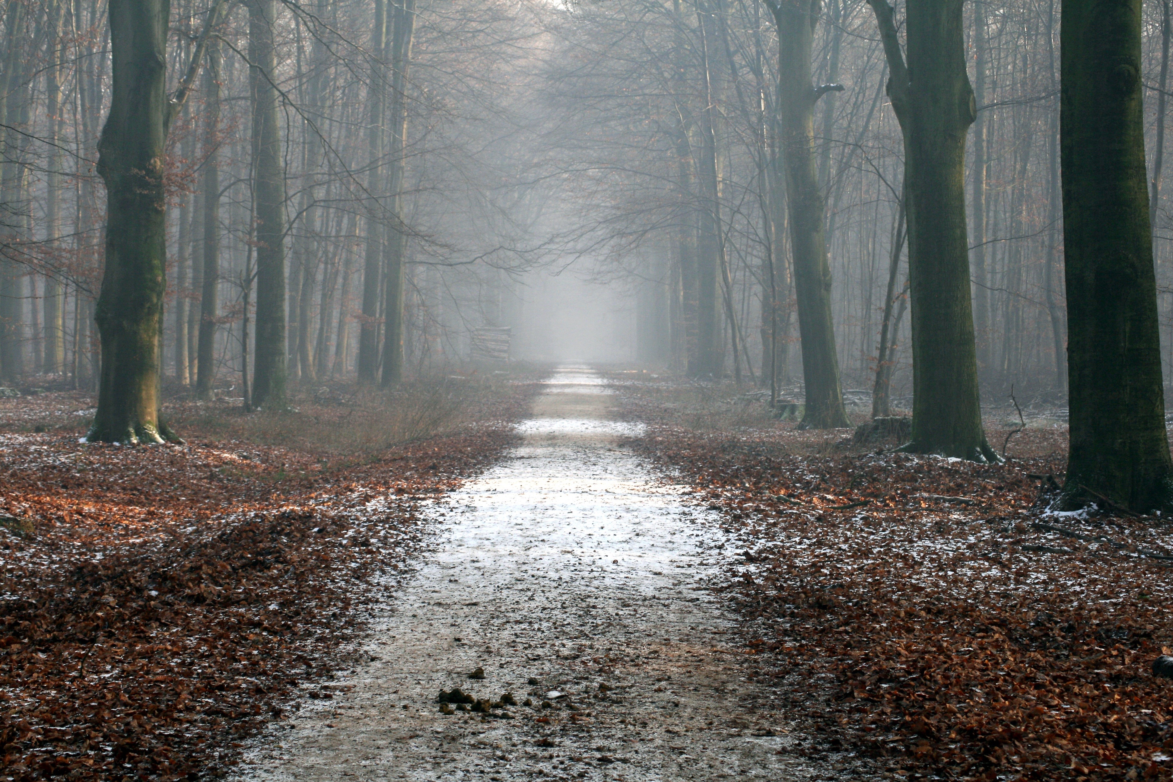Forest path with fog and fallen leaves HD Wallpaper