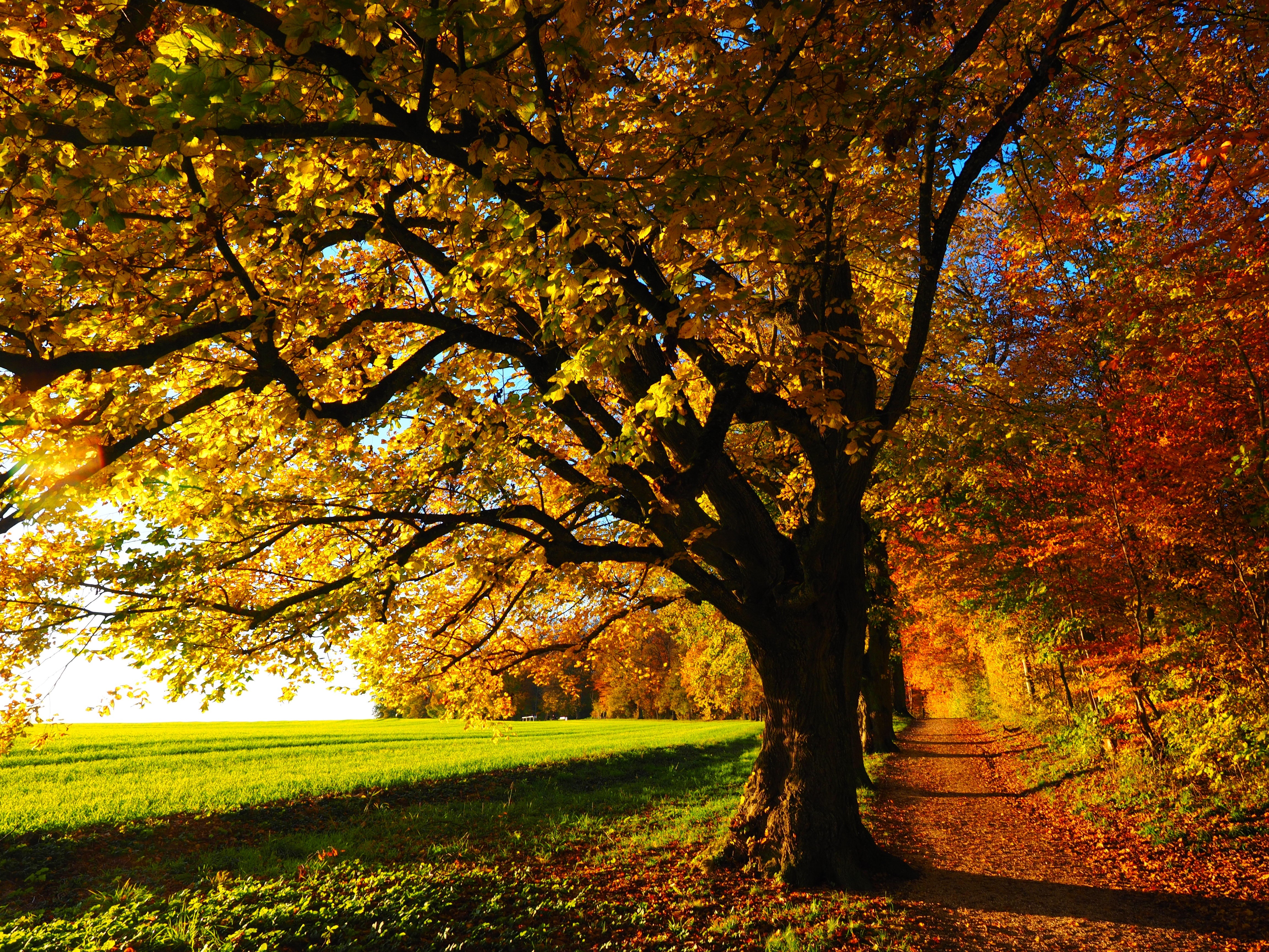 Autumn trees line a path through a forest HD Wallpaper