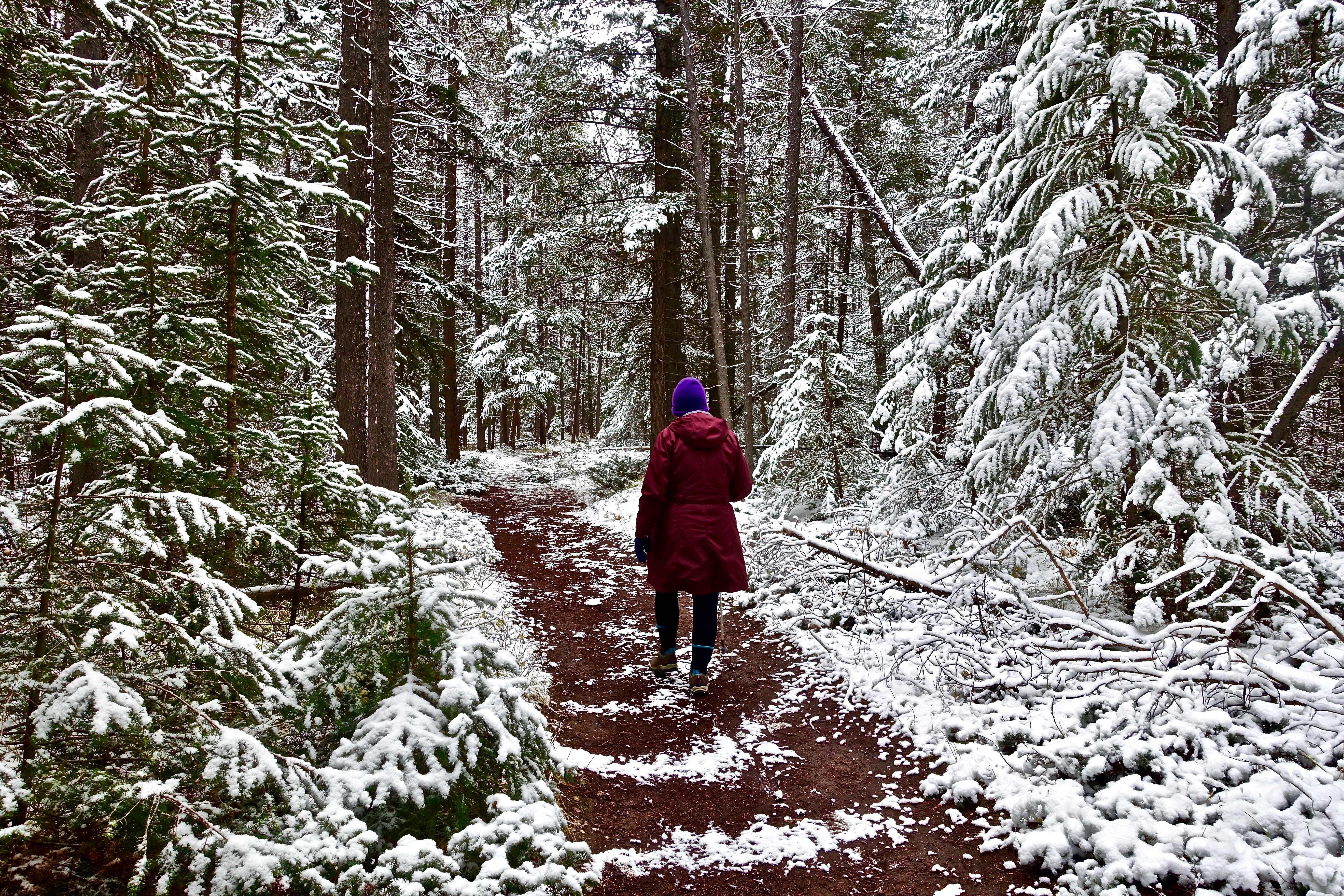 Person walking on a snowy forest trail HD Wallpaper