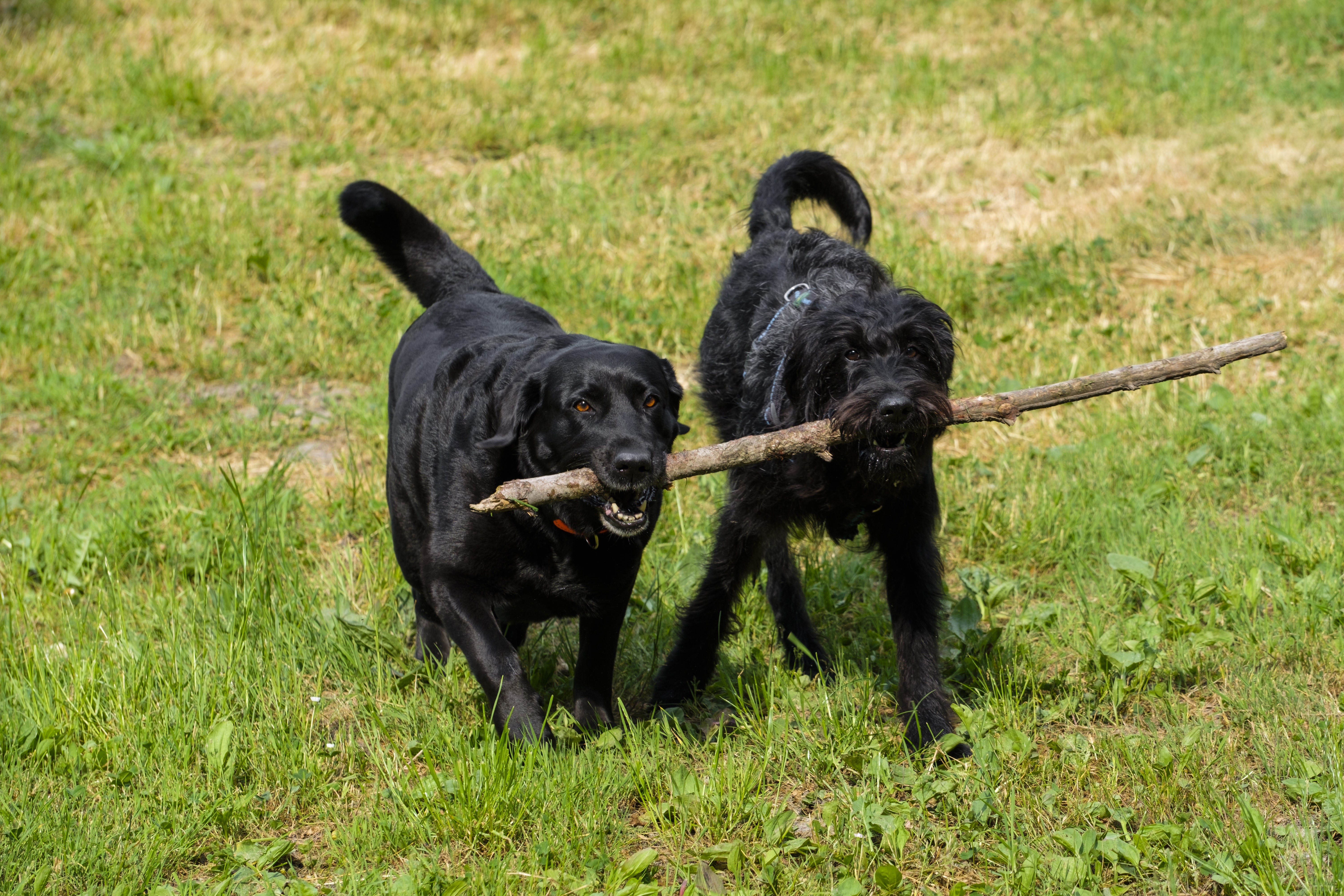 Two black dogs carrying a stick in grass HD Wallpaper