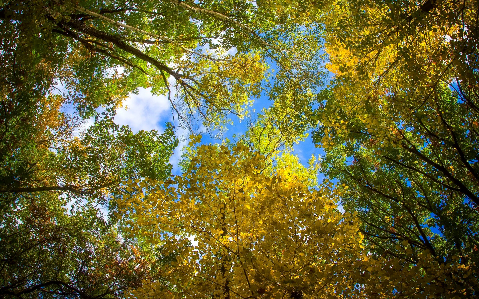 Looking up through autumn trees at the sky HD Wallpaper
