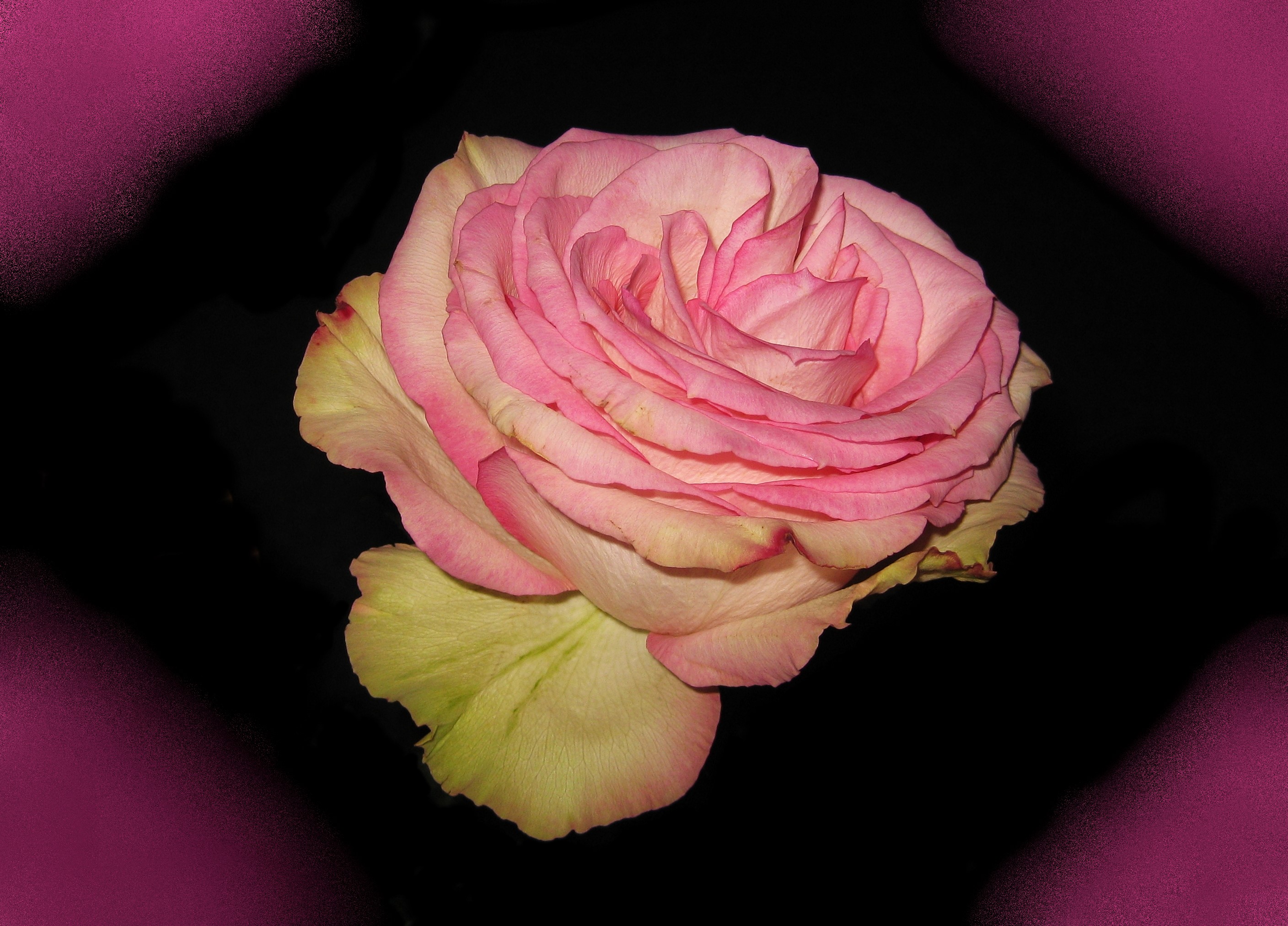 Pink rose with yellow accents on black background HD Wallpaper