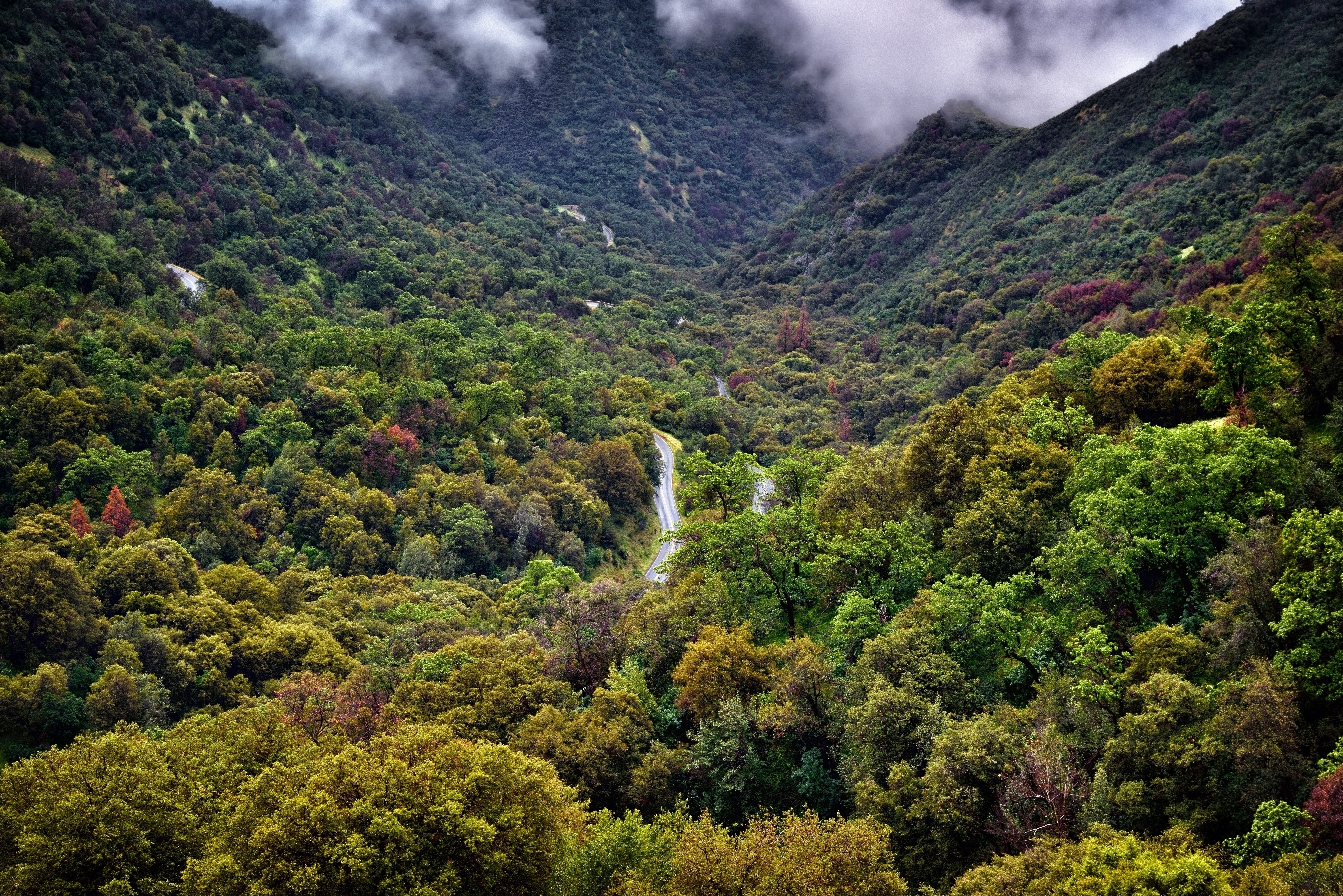 Sequoia National Park California Forest Road HD Wallpaper