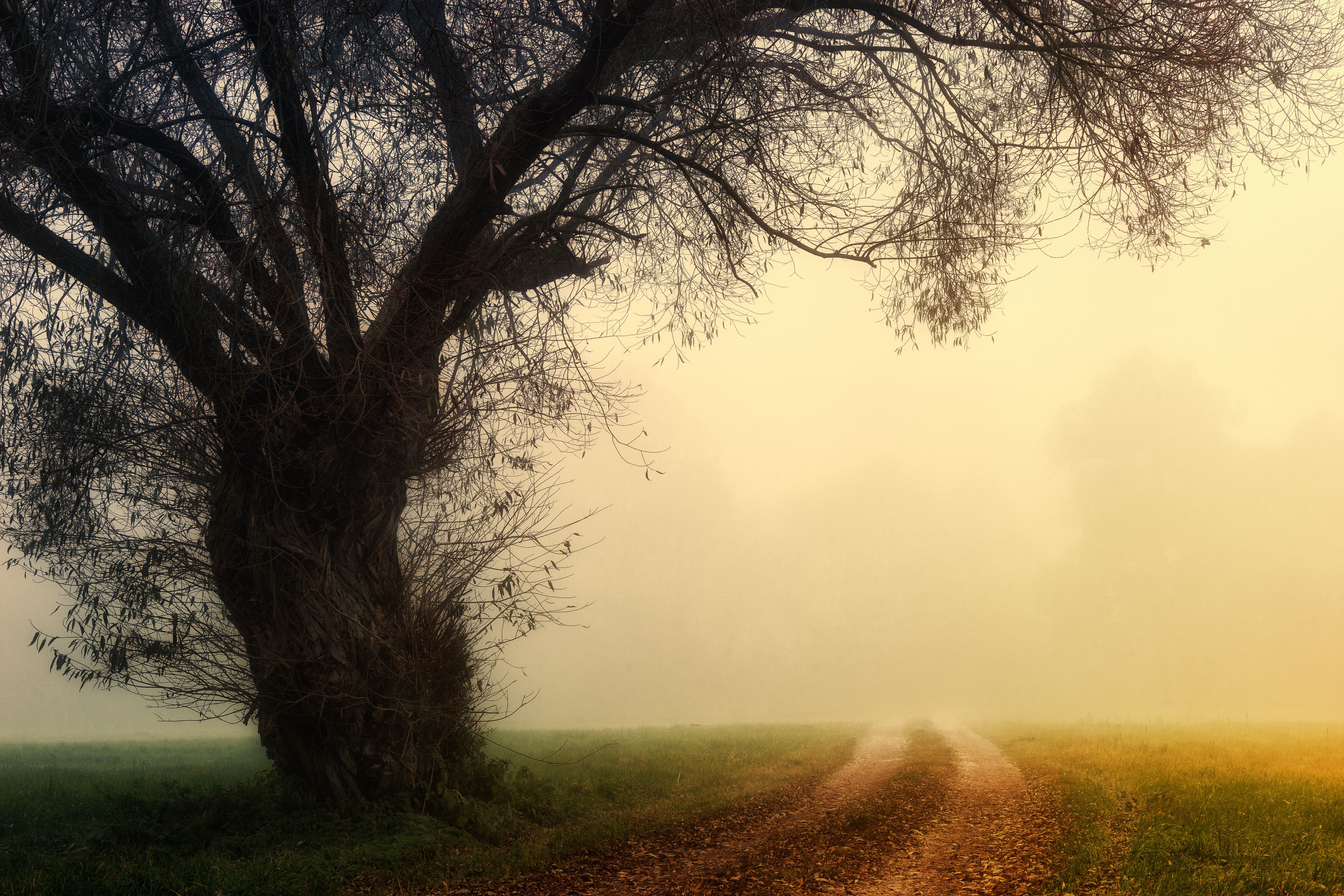 Tree by a foggy road in autumn morning HD Wallpaper