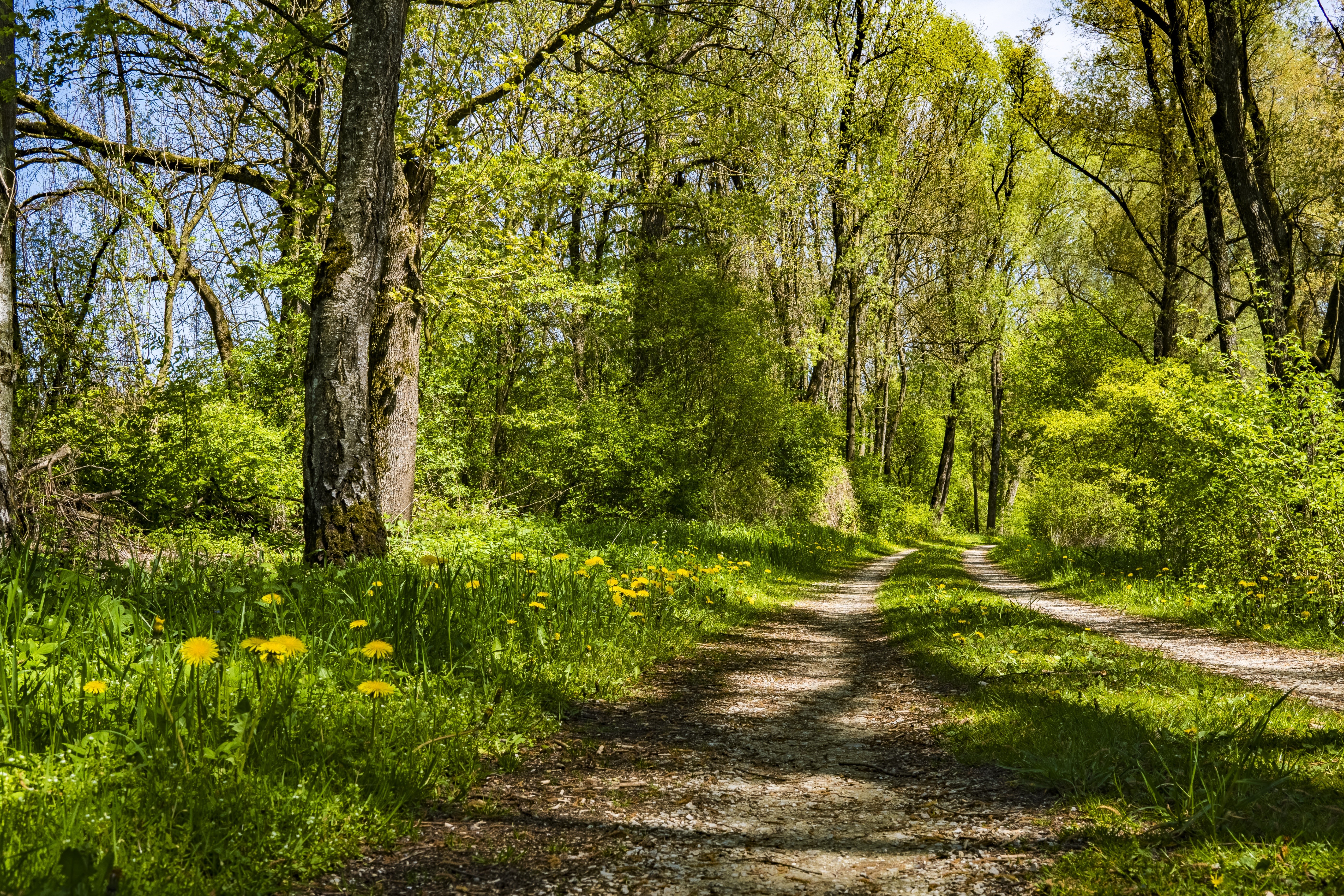 4K Serene Summer Forest Path with Trees and Grass HD Wallpaper
