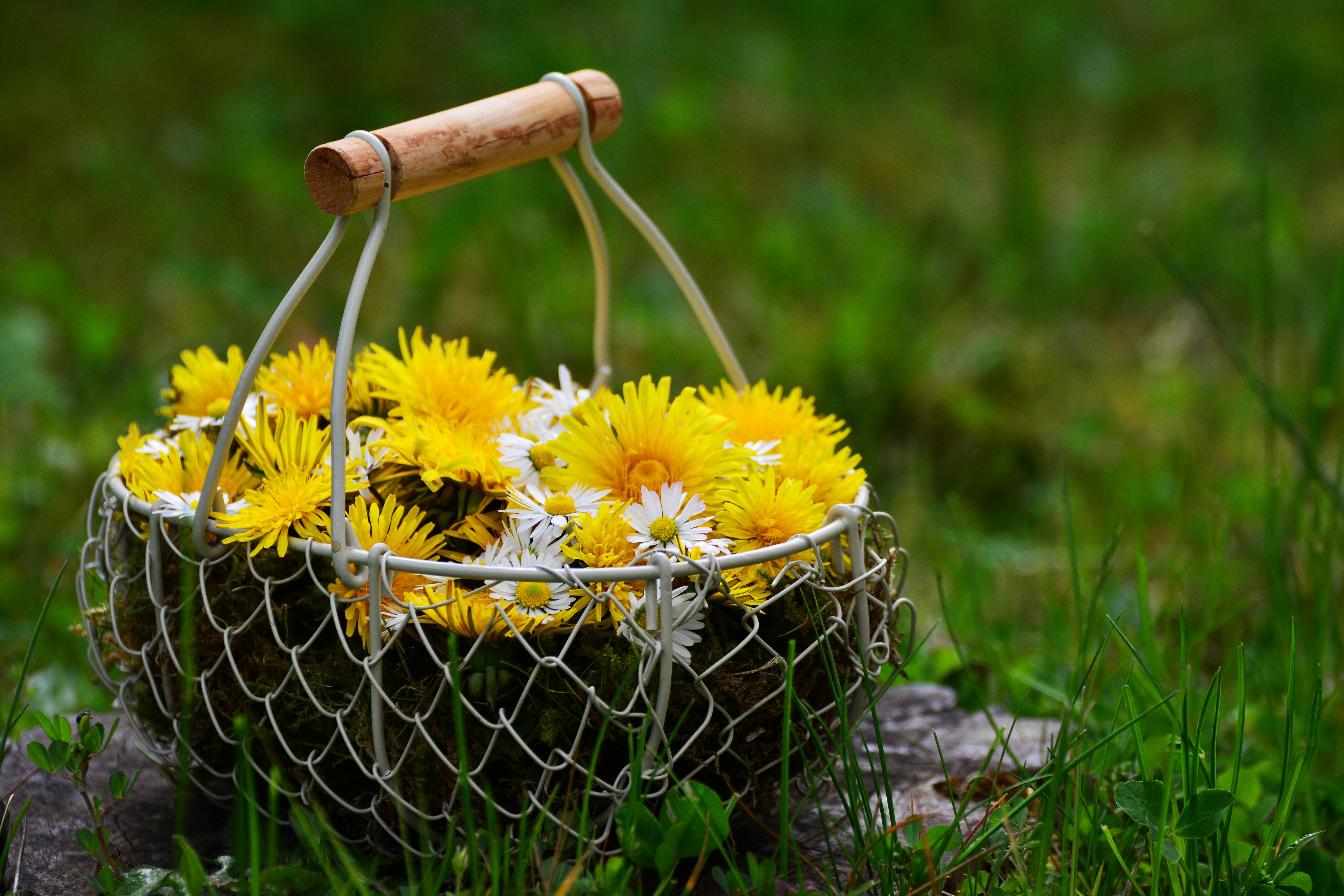 Basket of Dandelions and Daisies in Grass HD Wallpaper