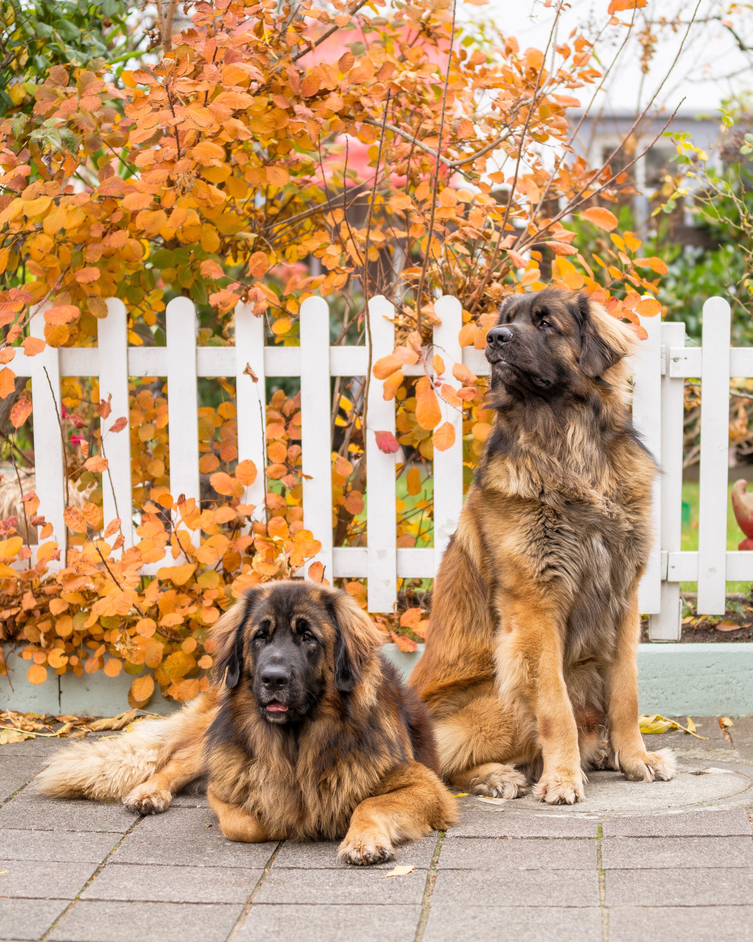 Two Leonberger dogs sitting by a white fence with autumn leaves HD Phone Wallpaper