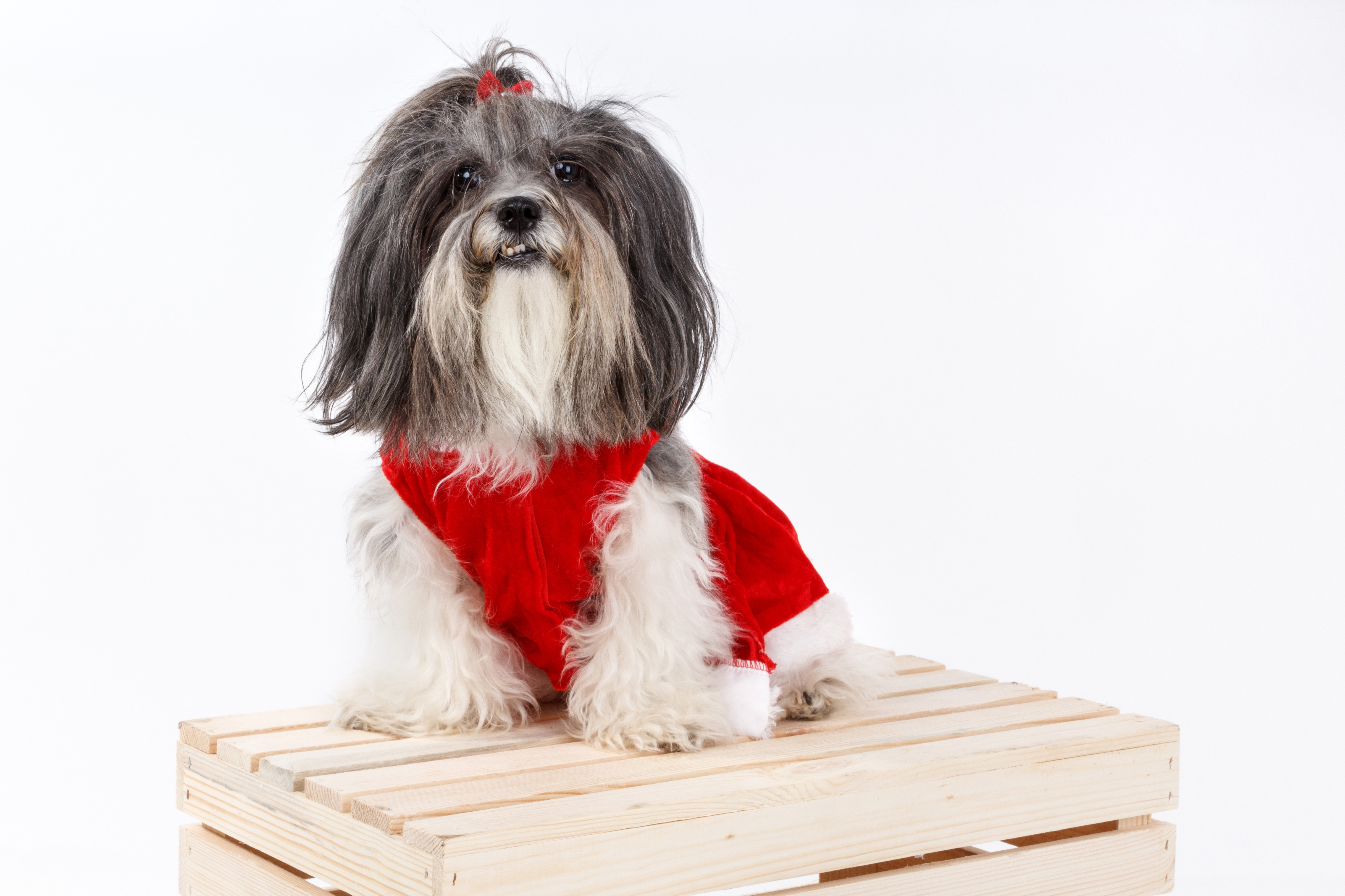 Shih Tzu dog wearing a Christmas dress on a wooden crate HD Wallpaper