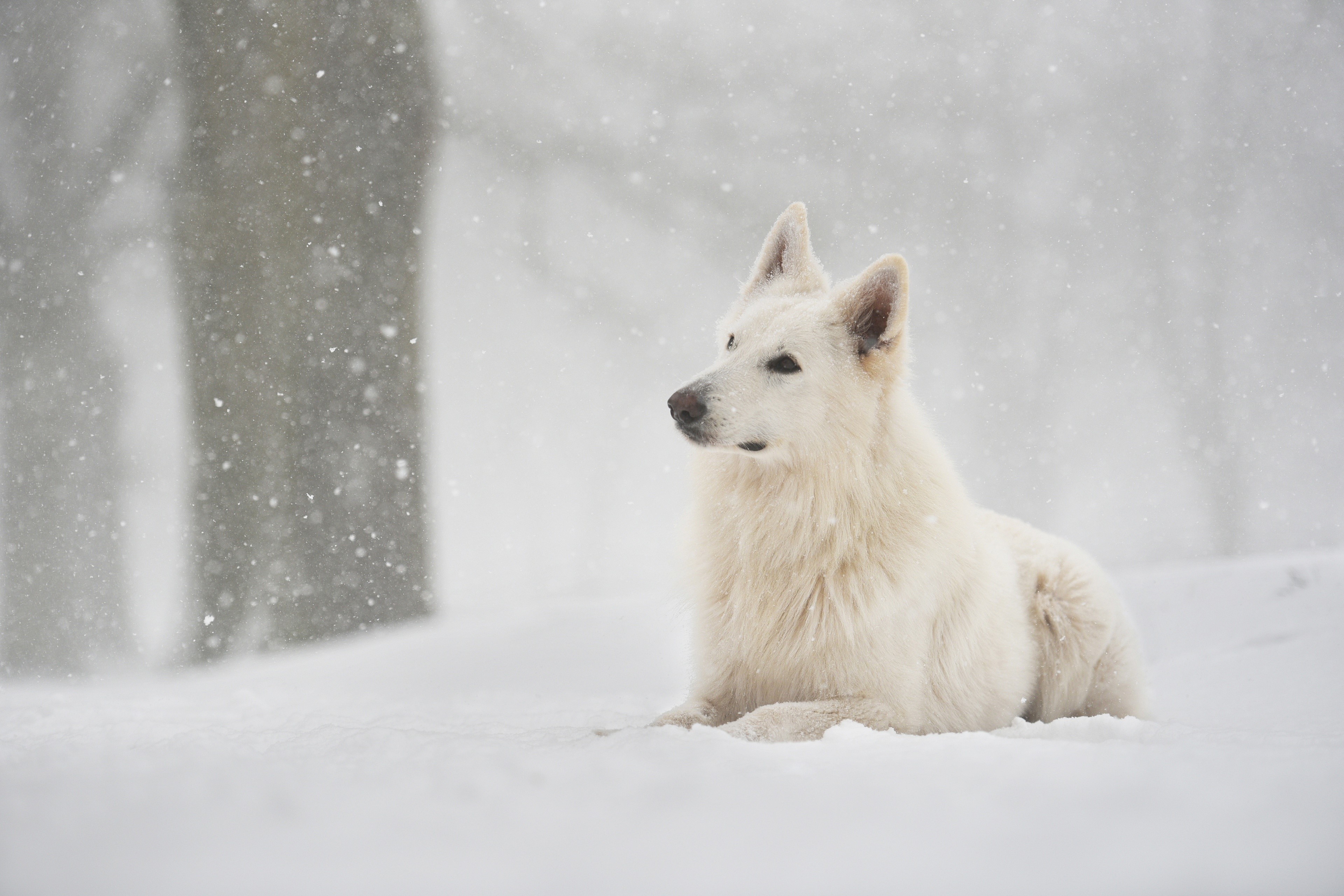 White Shepherd Dog in Snow HD Wallpaper