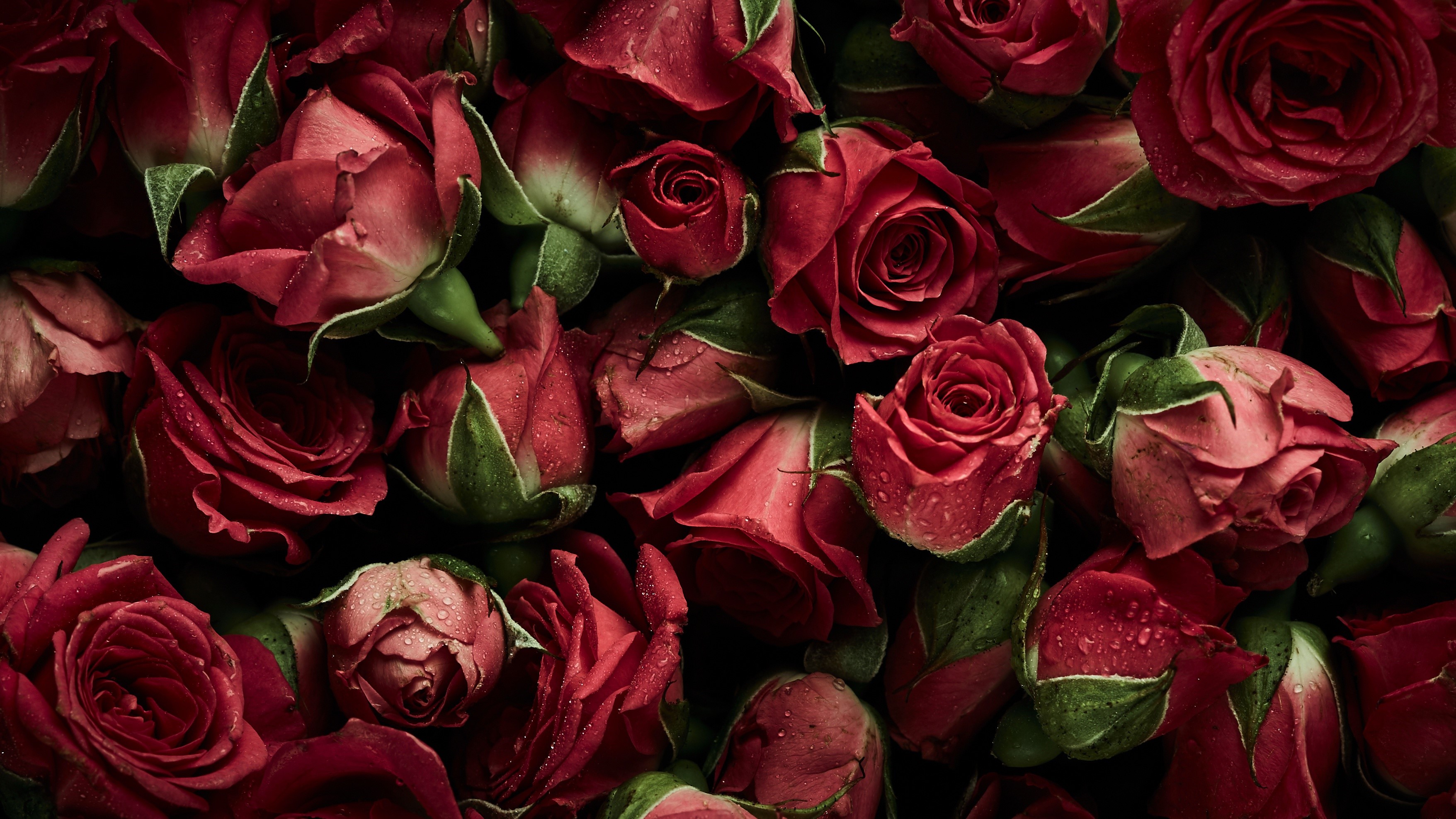 A close-up of a bouquet of red roses HD Wallpaper