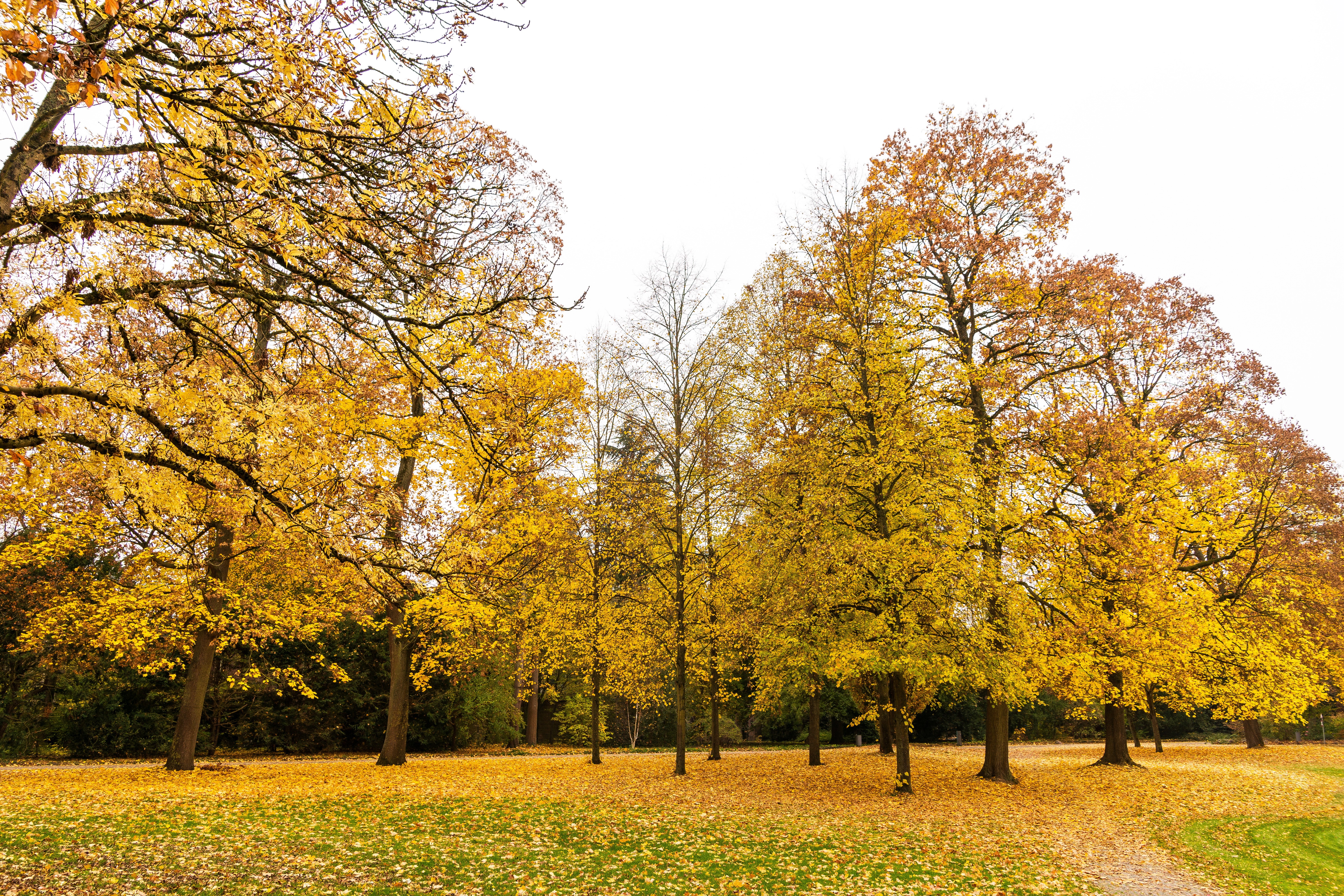 Autumn trees in a park in Karlsruhe, Germany HD Wallpaper